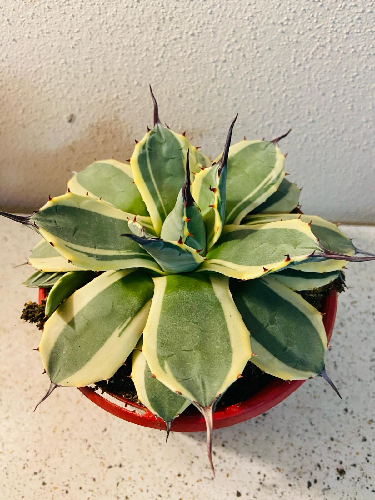 Agave Applanata Cream Spike