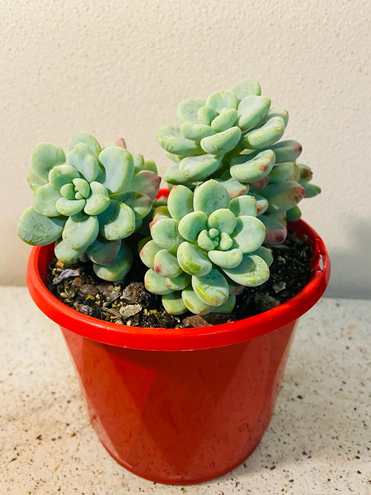 Sedum Clavatum My Store