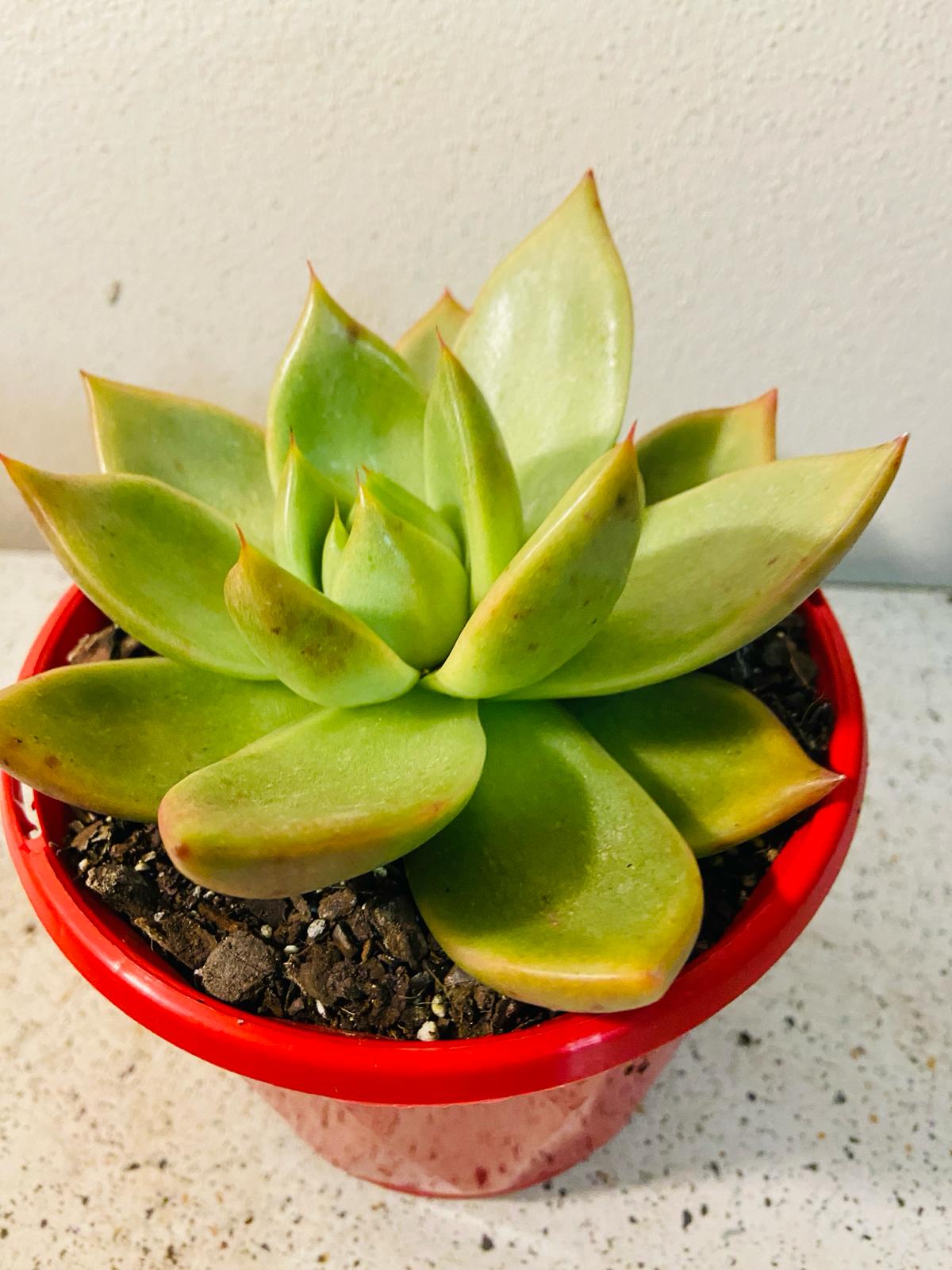 Echeveria Vashon 130mm