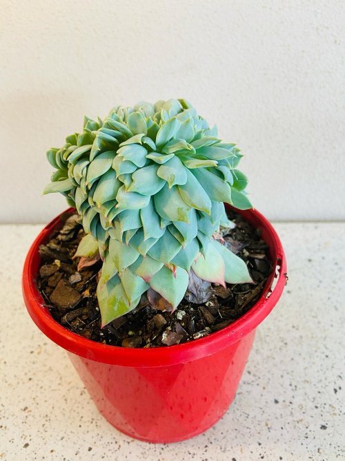 Echeveria #33