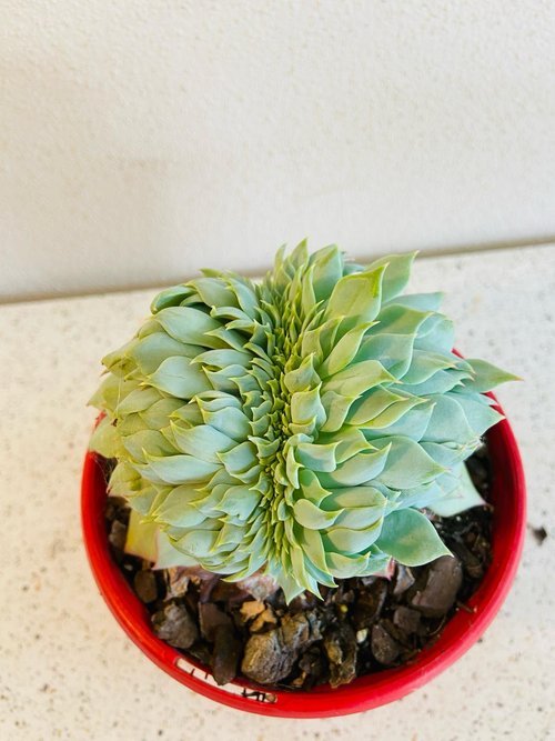Echeveria #33