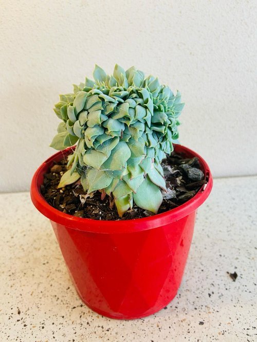 Echeveria #33