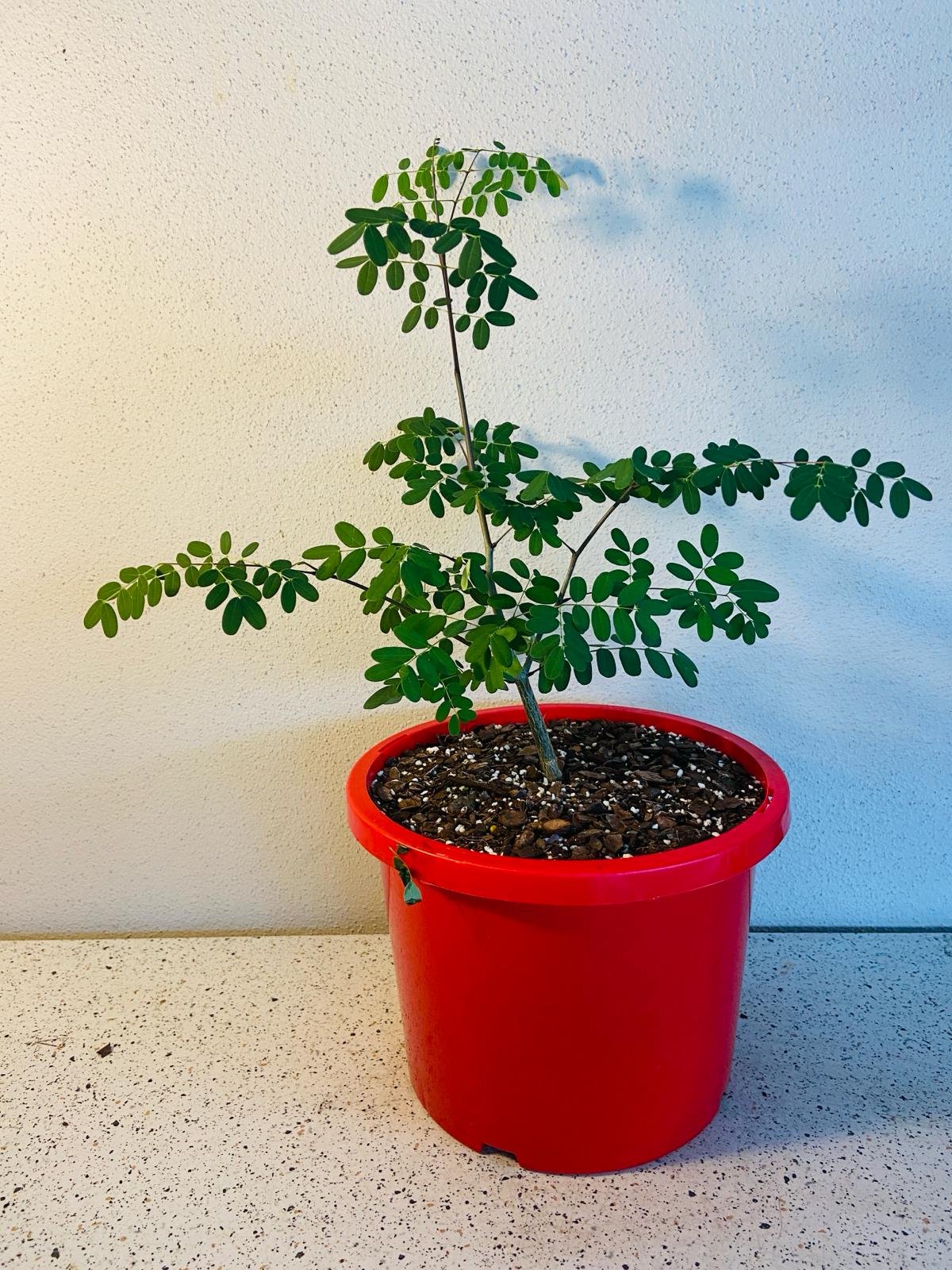 Delonix Decaryi