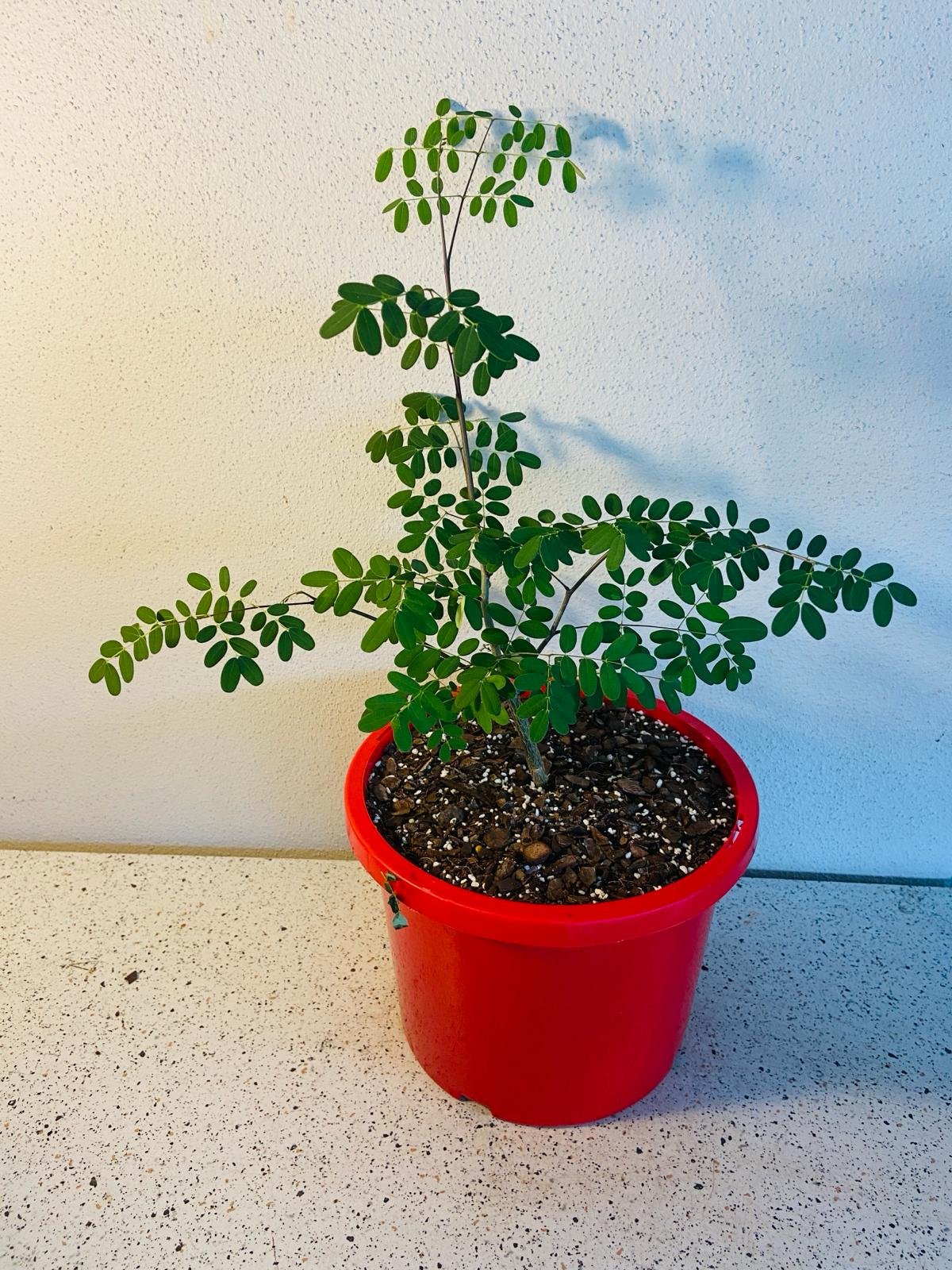 Delonix Decaryi