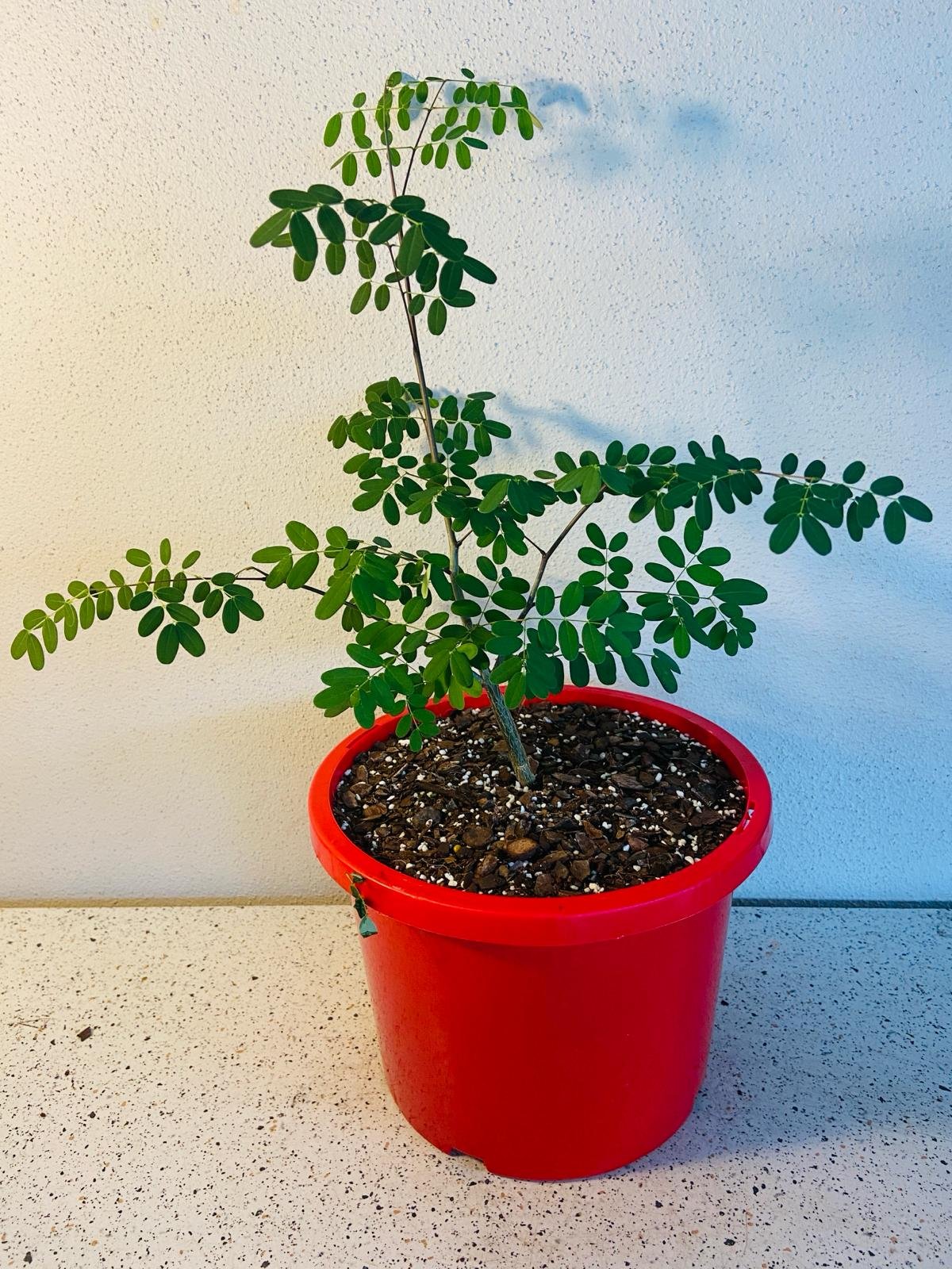 Delonix Decaryi