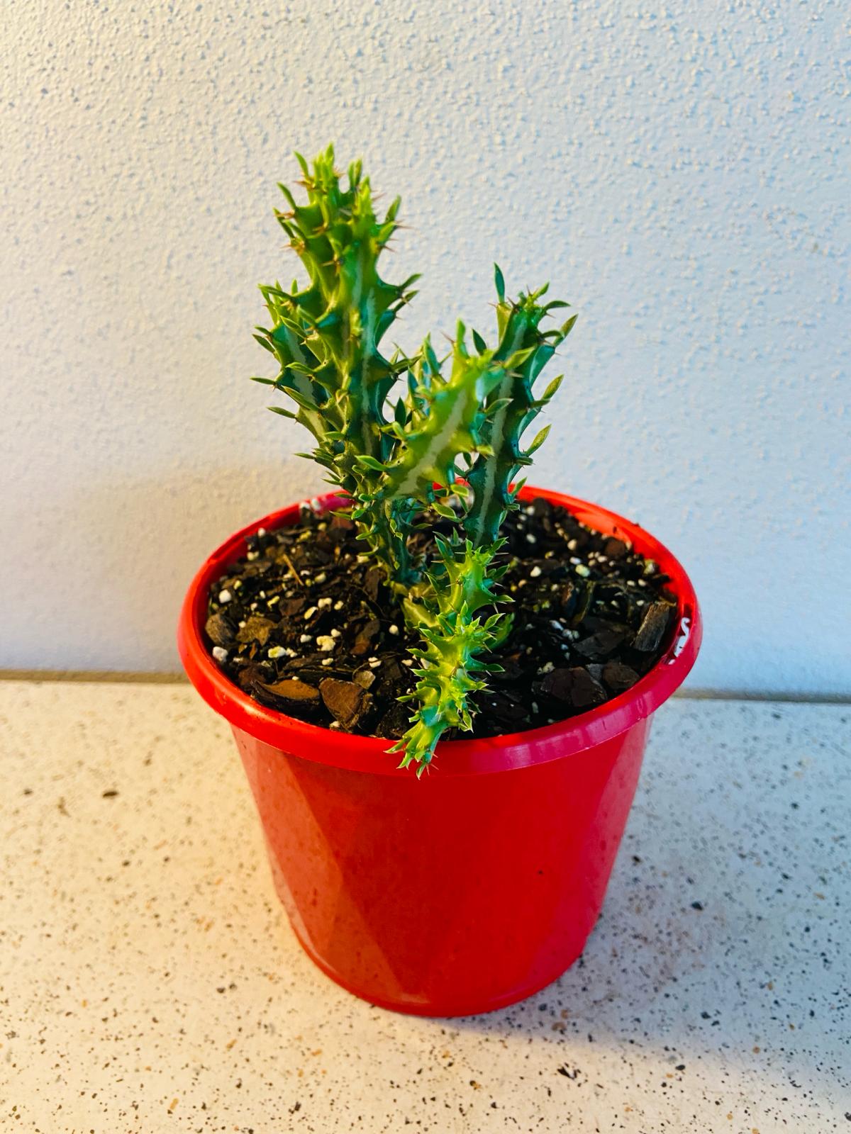 Euphorbia Knuthii forms Caudex