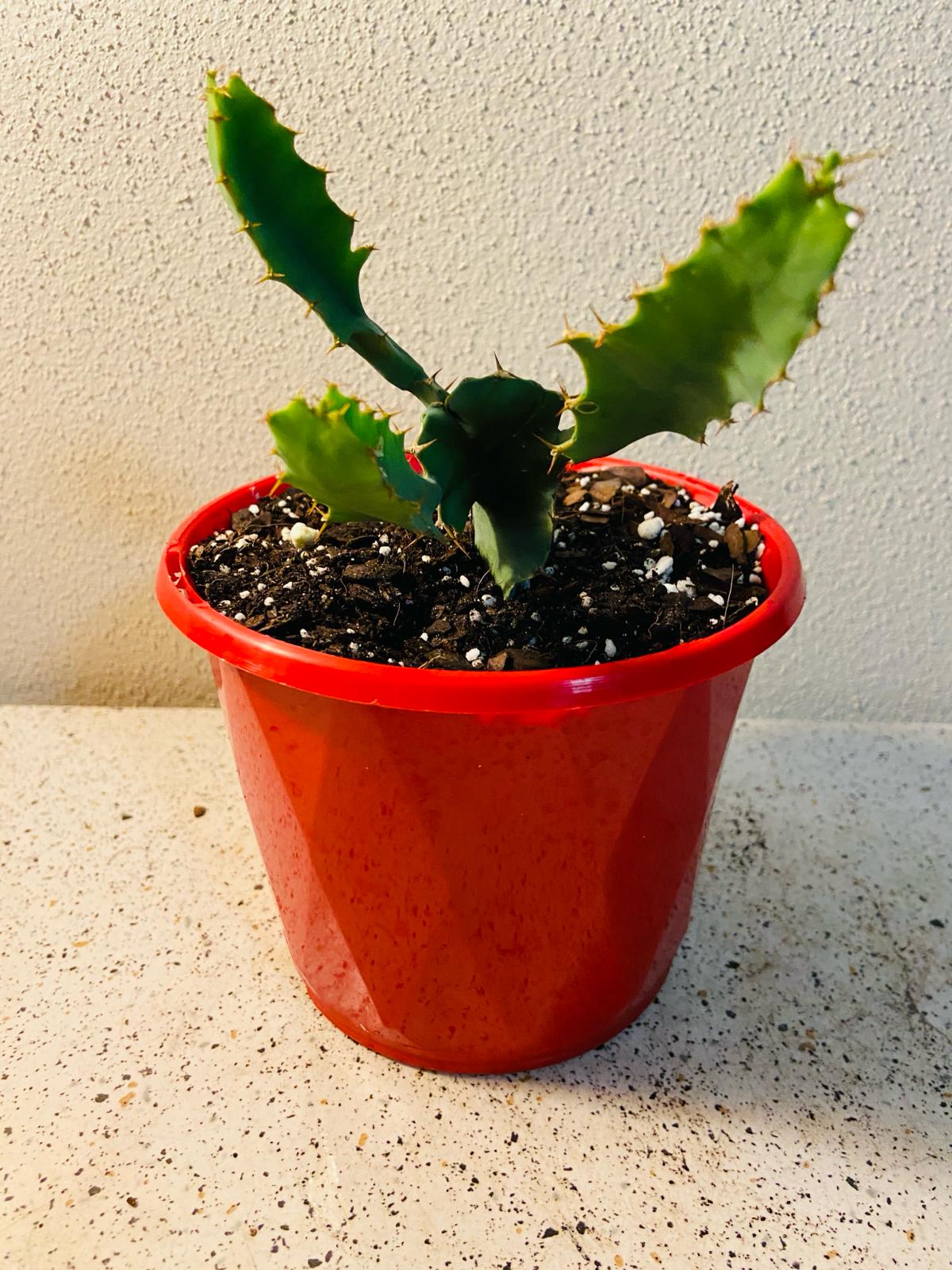 Euphorbia Grandicornus