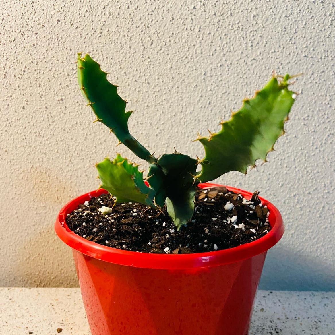 Euphorbia Grandicornus