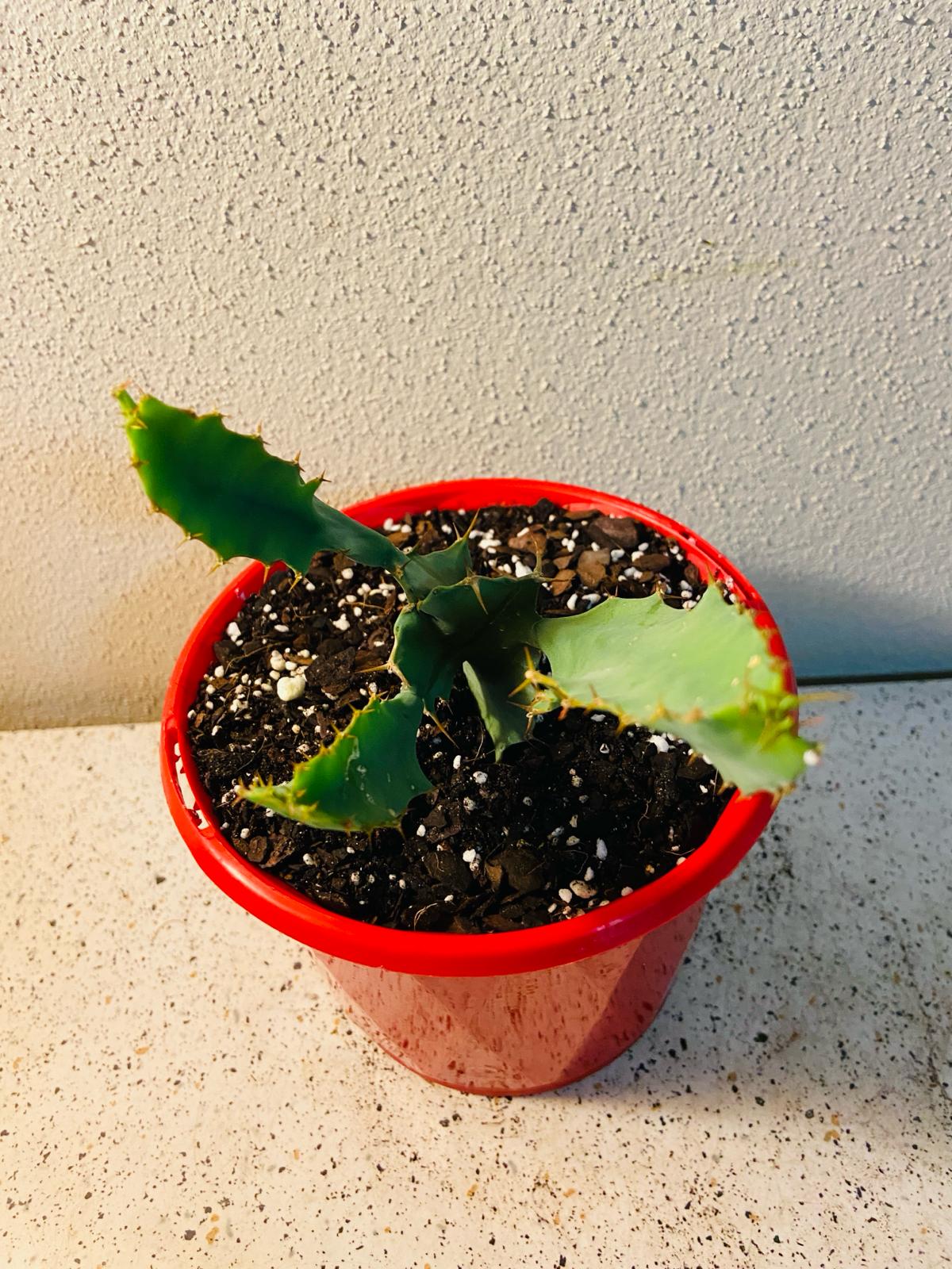 Euphorbia Grandicornus