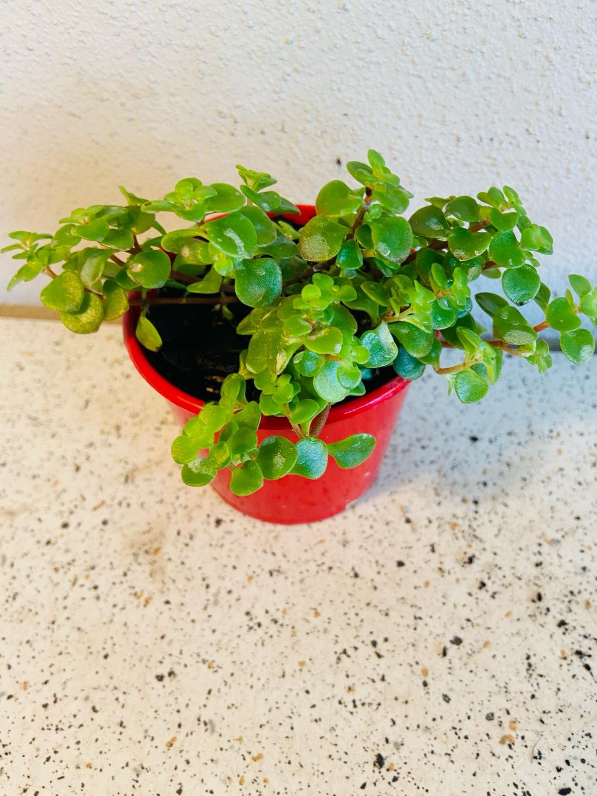 Sedum ‘Green Mound’ – Hardy Groundcover Succulent | Drought-Tolerant (Wholesale)