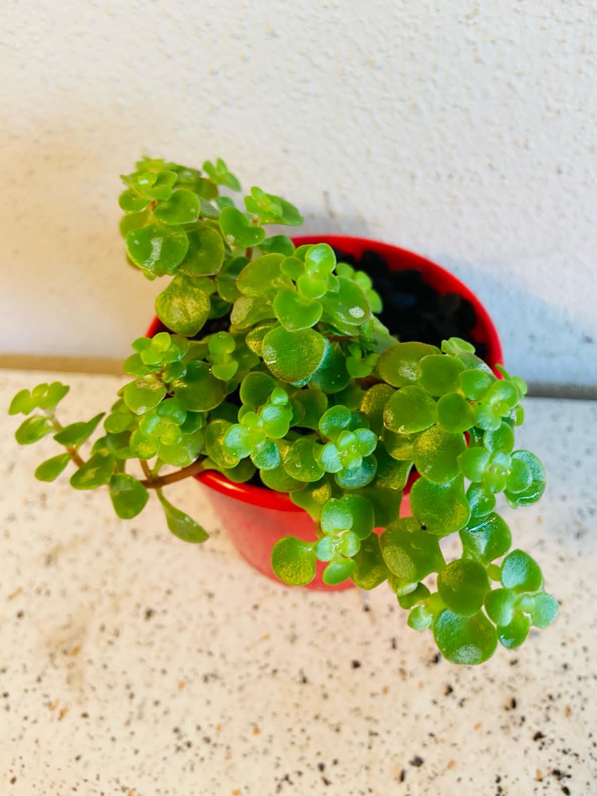 Sedum ‘Green Mound’ – Hardy Groundcover Succulent | Drought-Tolerant (Wholesale)