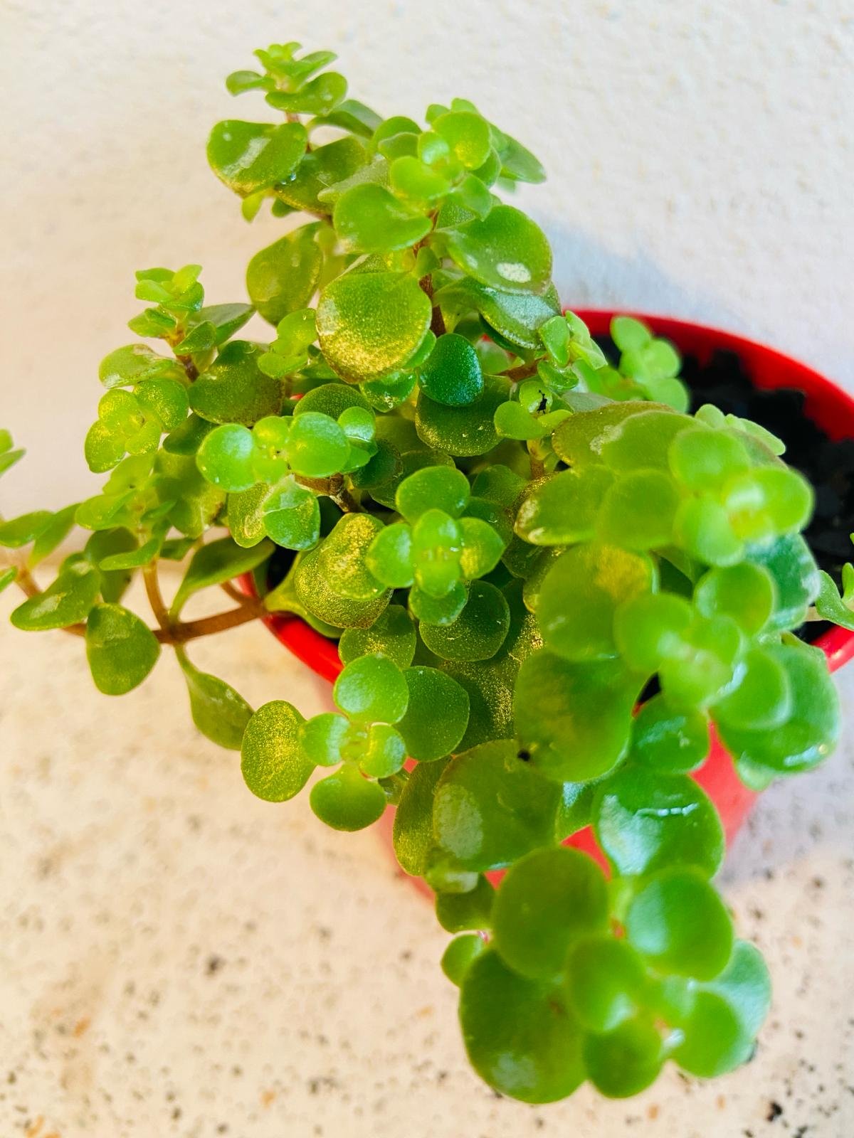 Sedum ‘Green Mound’ – Hardy Groundcover Succulent | Drought-Tolerant (Wholesale)