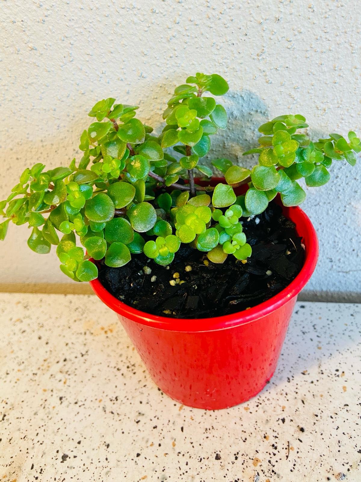 Sedum ‘Green Mound’ – Hardy Groundcover Succulent | Drought-Tolerant (Wholesale)