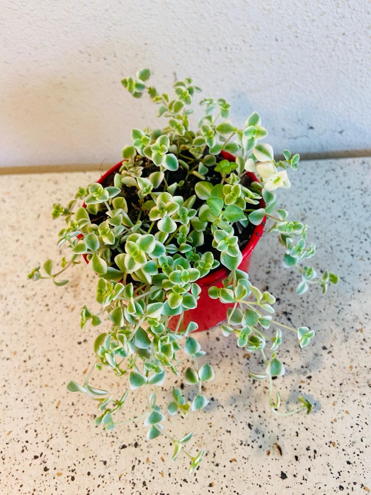 Sedum Variegated ‘Frosty’ – ‘Little Missy’ | Compact Trailing Groundcover Succulent (Wholesale)