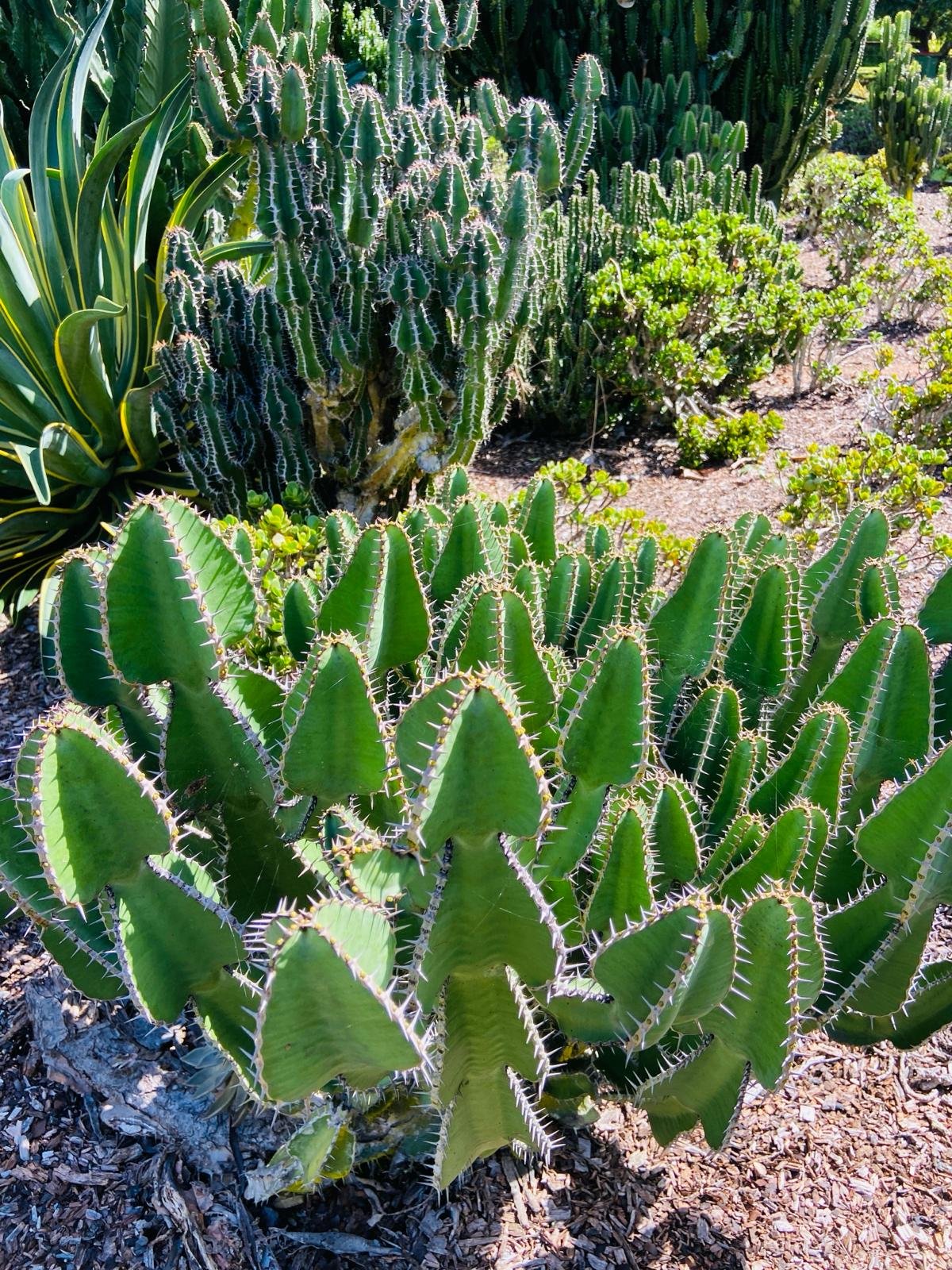 Euphorbia Cooperii-190mm