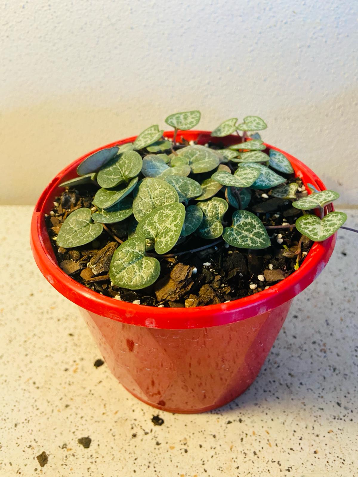 Ceropegia Chain of Hearts My Store