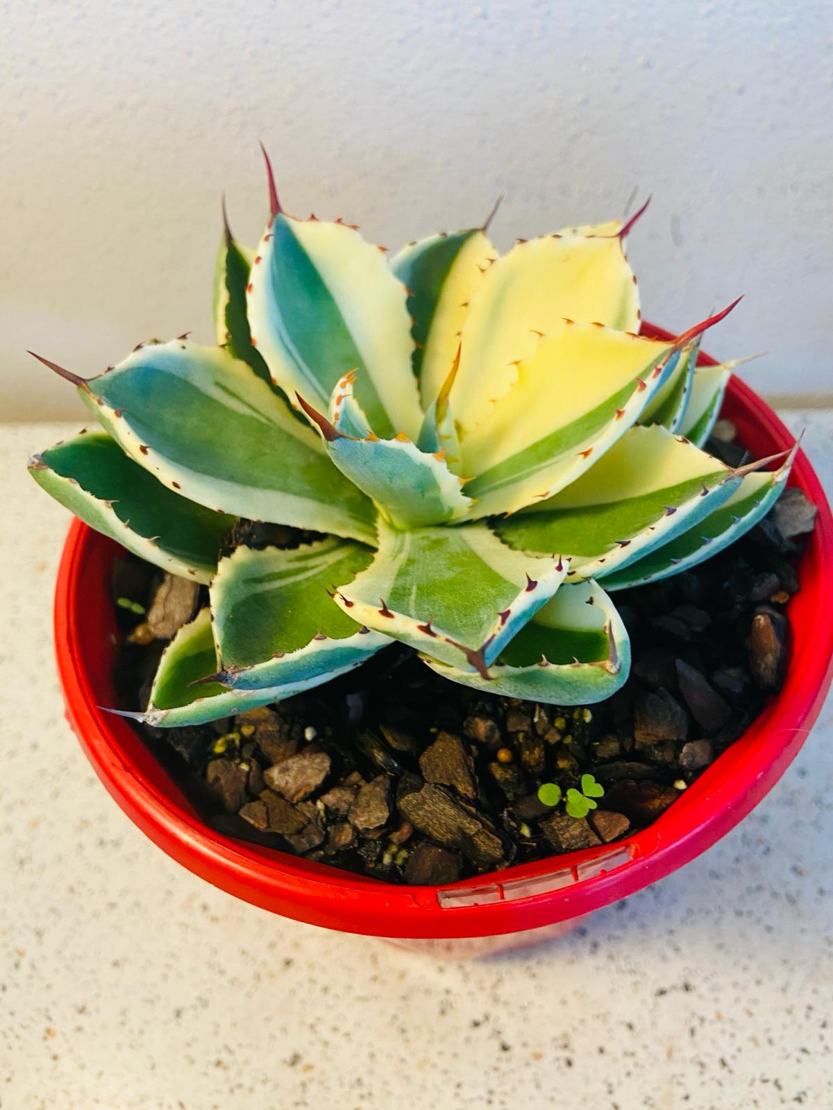 Agave Kissho Kan Special Variegated #46