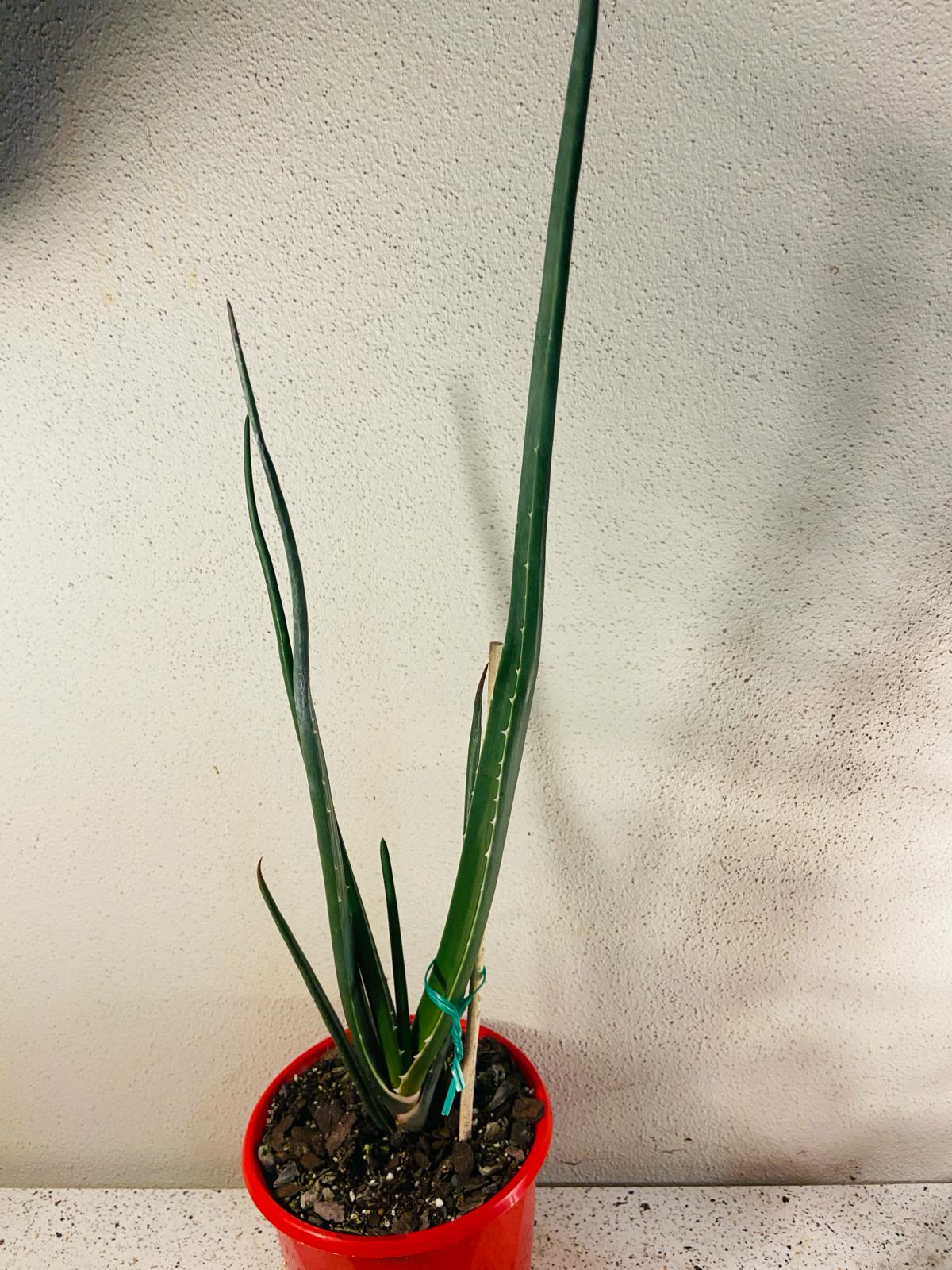 Aloe Barberae 130mm