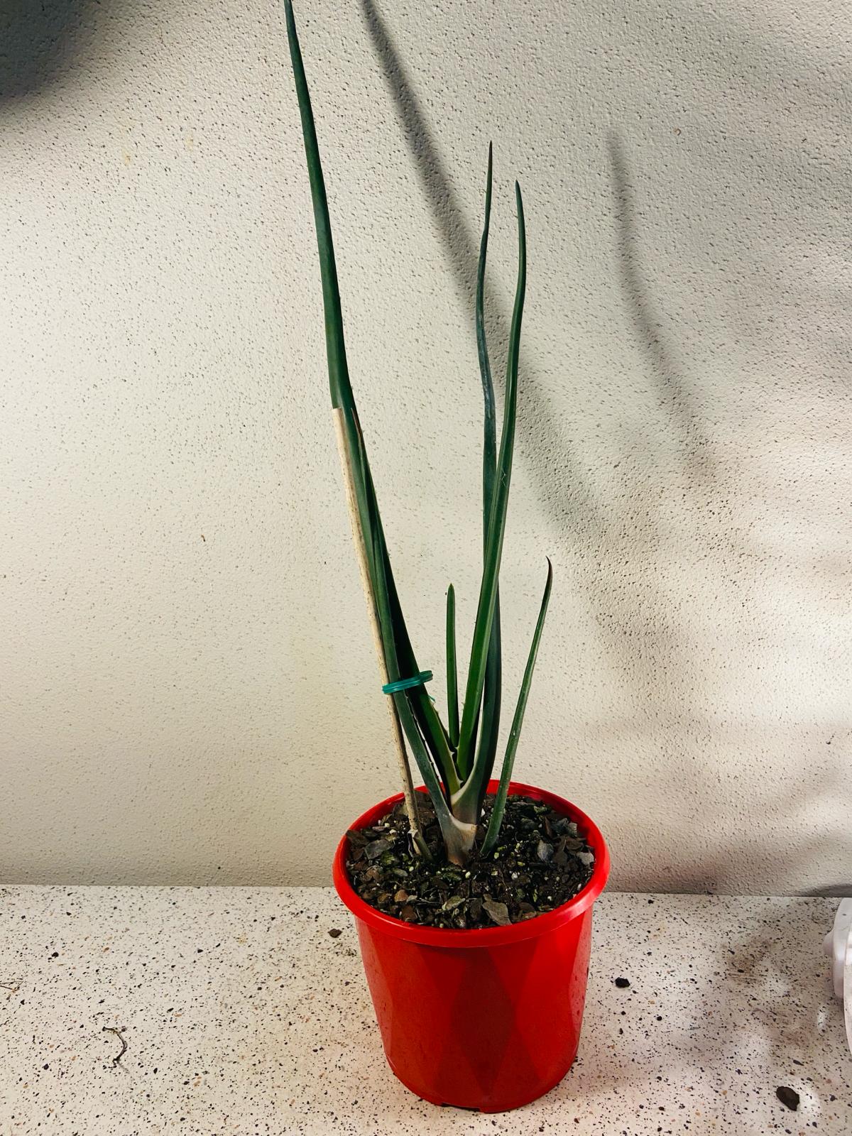 Aloe Barberae 130mm