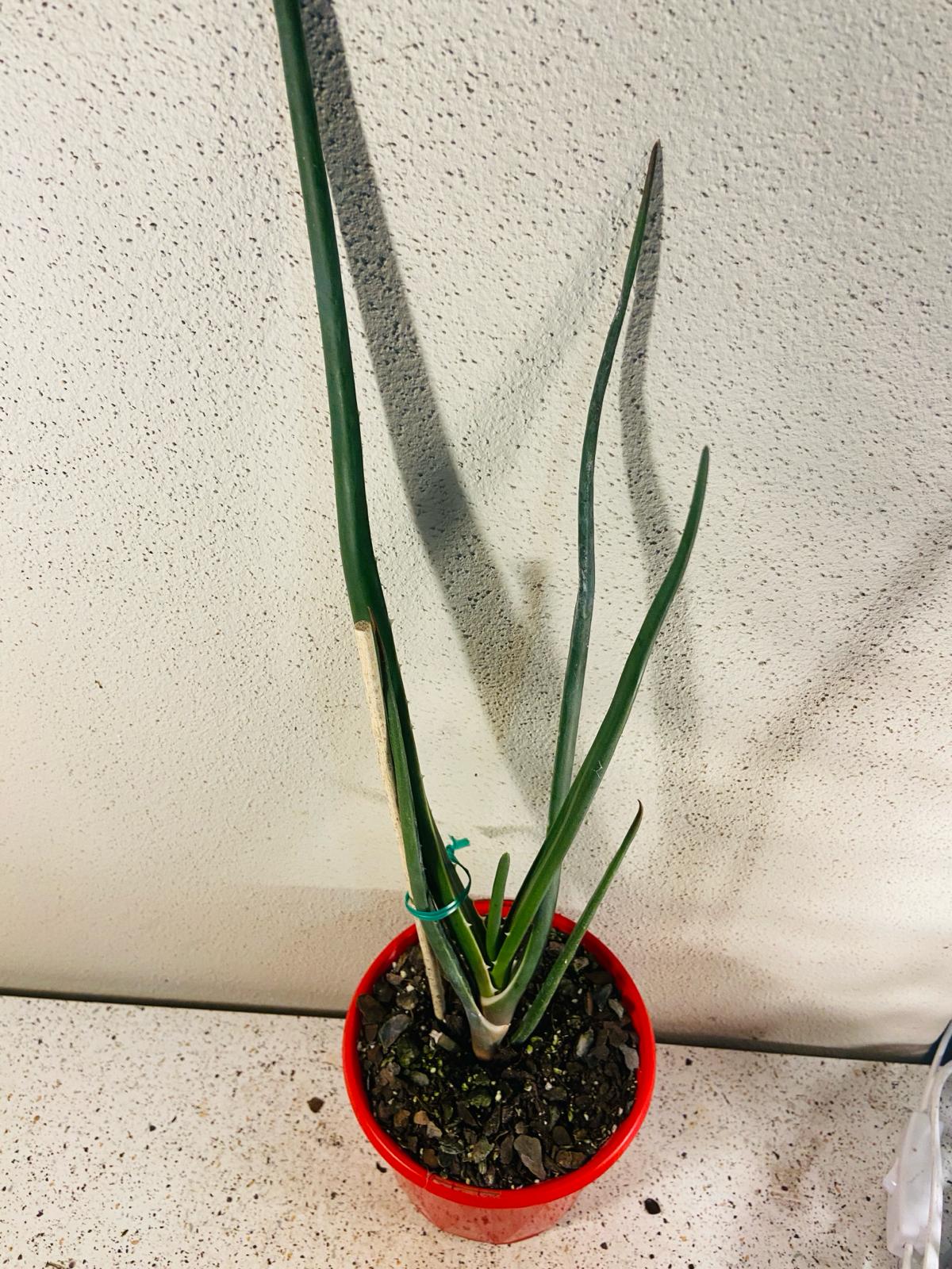 Aloe Barberae 130mm