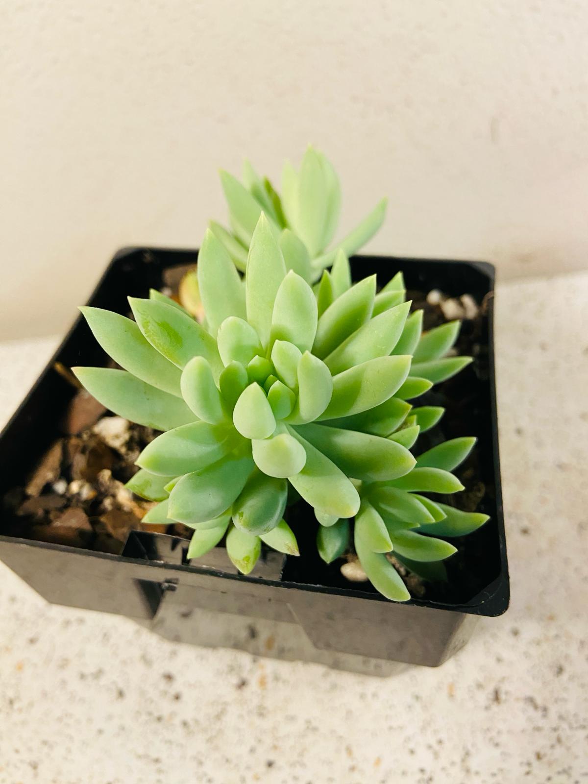 Sedum Morganianum - Donkey's Tail 100mm
