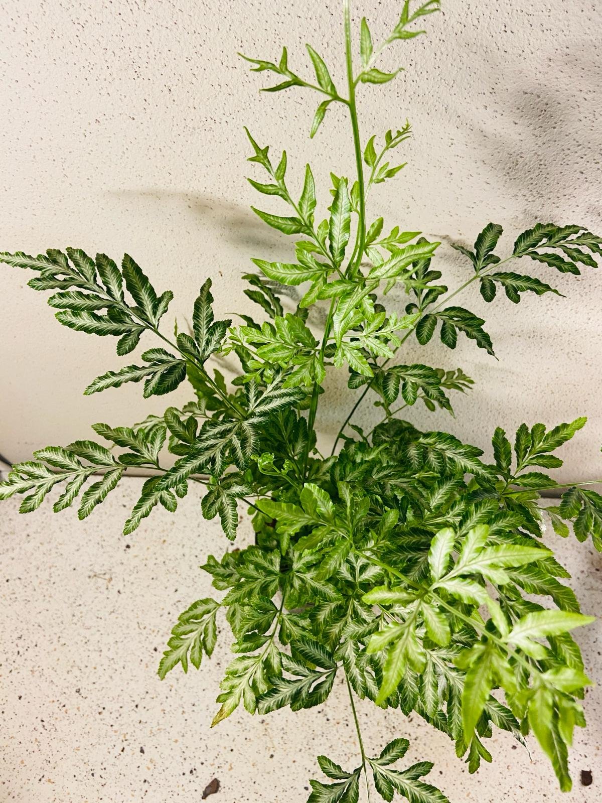 Pteris Ensiformis#11 - with pot