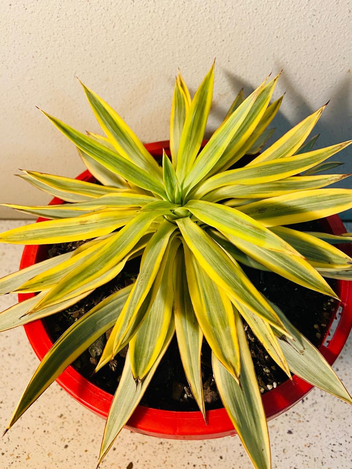 Yucca Citrus Twist #46