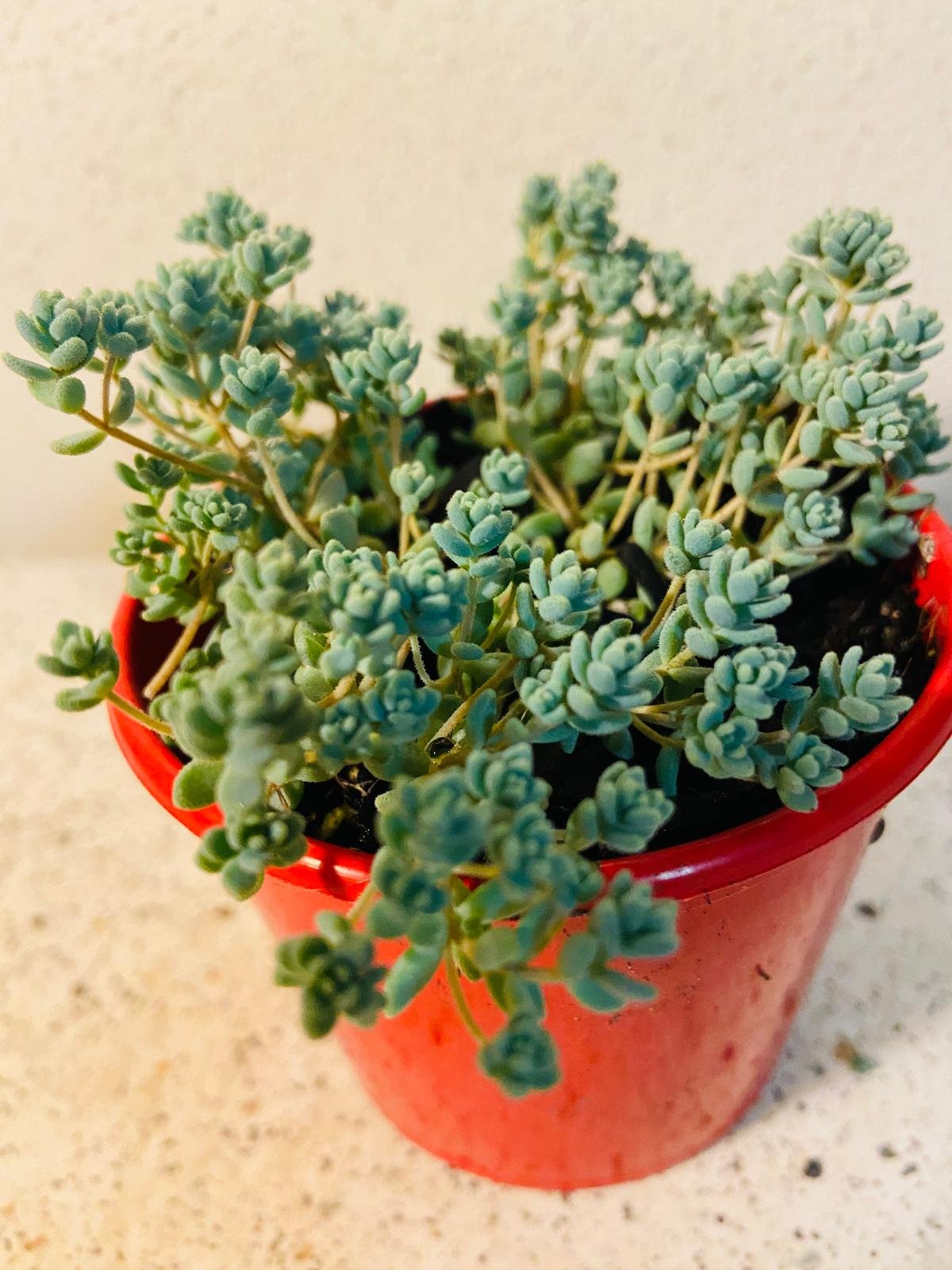Sedum brevifolium – Compact White Stonecrop | Hardy Groundcover Succulent (Wholesale)