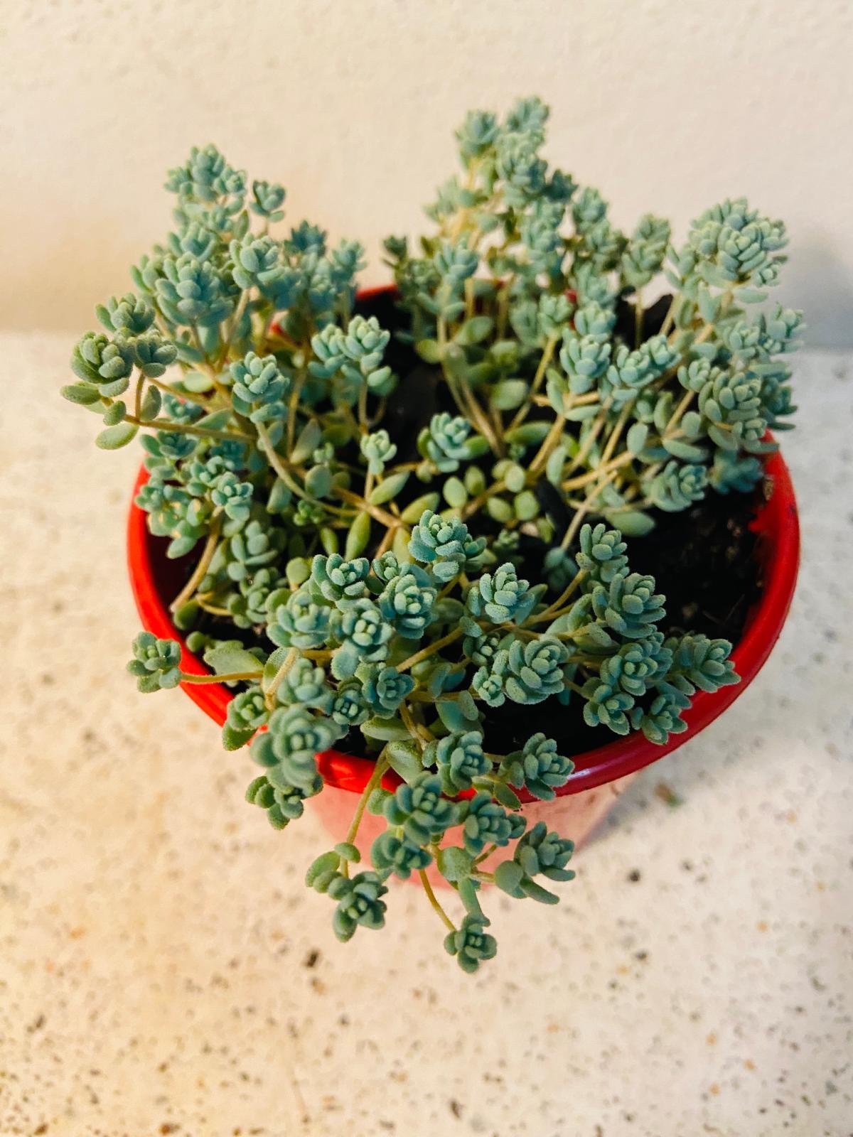 Sedum brevifolium – Compact White Stonecrop | Hardy Groundcover Succulent (Wholesale)