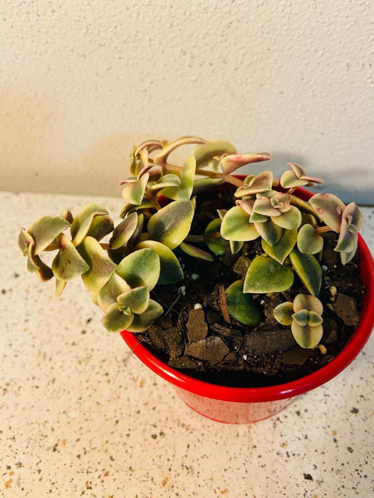 Crassula Isabella (Calico Kitten) 80mm