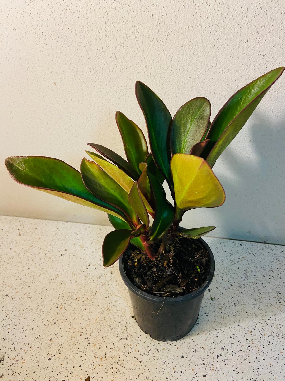 Peperomia Clusiifolia 'Red Edge' 130mm- Red Edge Radiator Plant