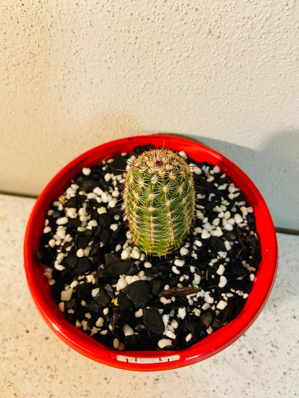 Cacti Echinocereus Russanthus