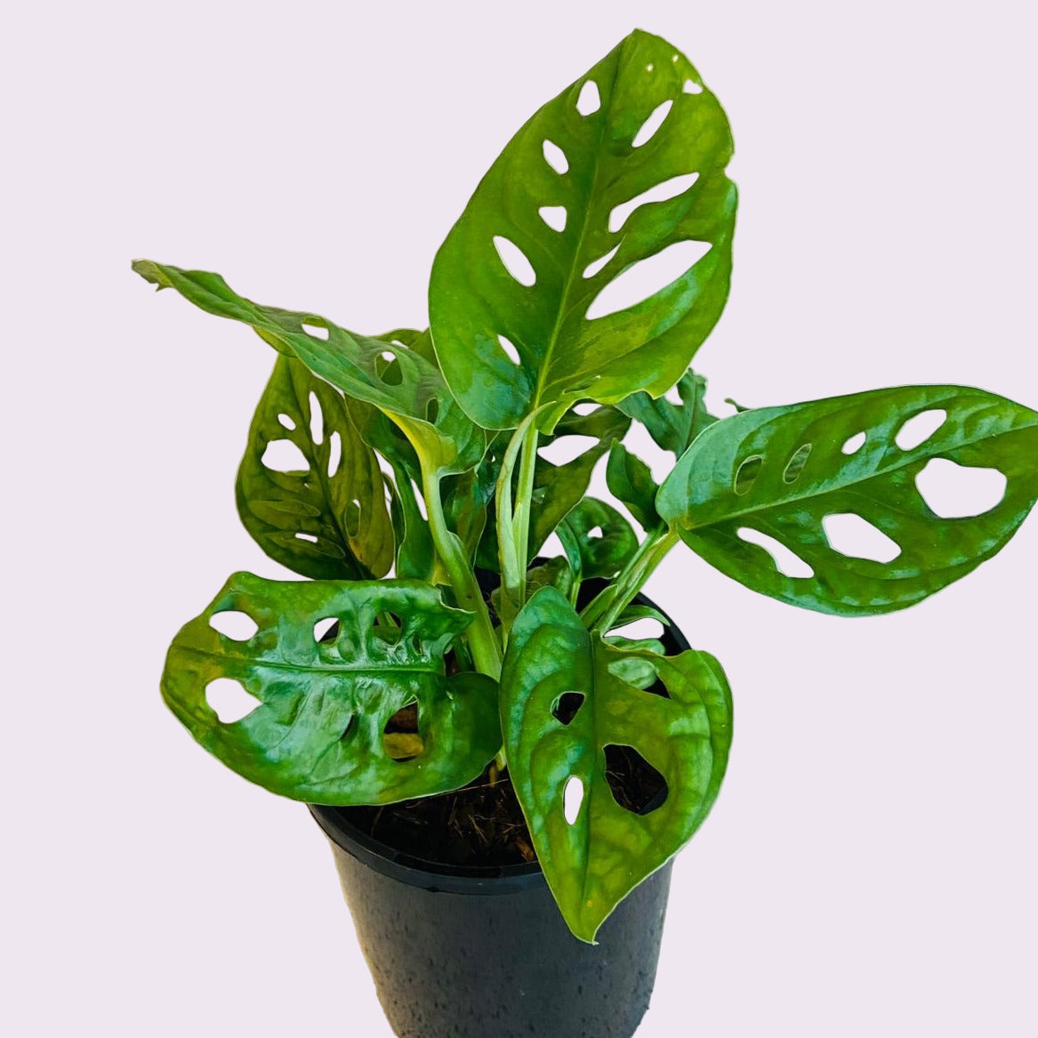 Monstera Monkey Mask