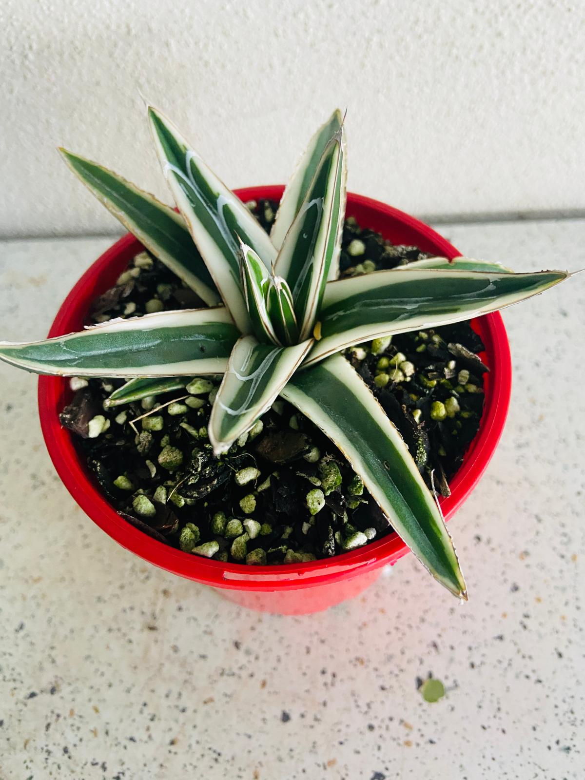 Agave White Rhino 100mm plant with Pot