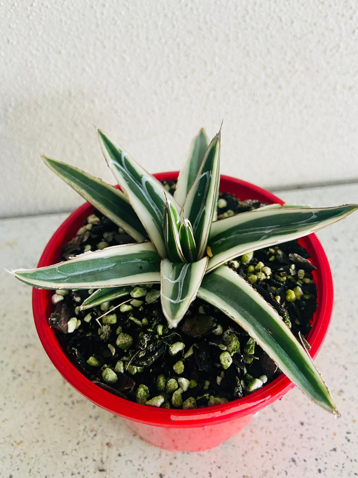 Agave White Rhino 100mm plant with Pot