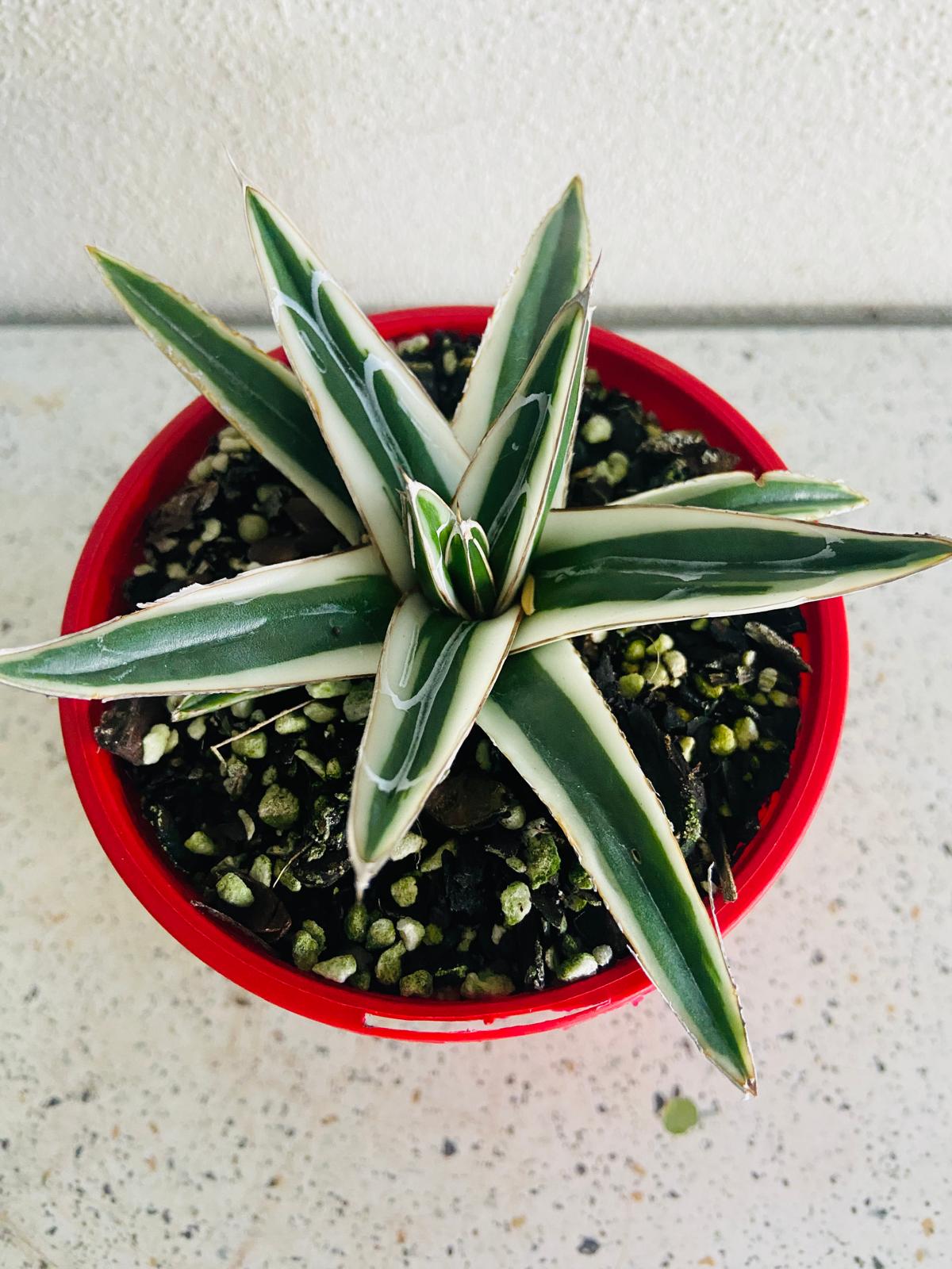 Agave White Rhino 100mm plant with Pot