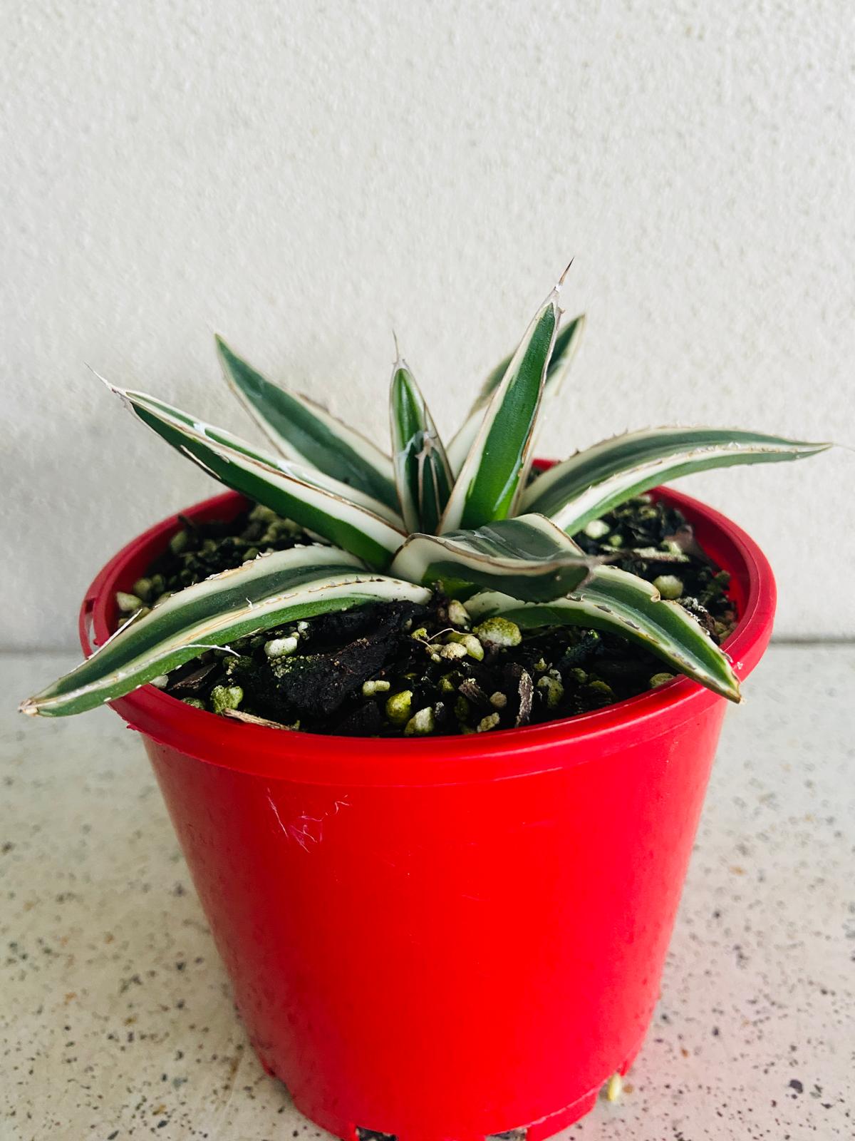 Agave White Rhino 100mm plant with Pot