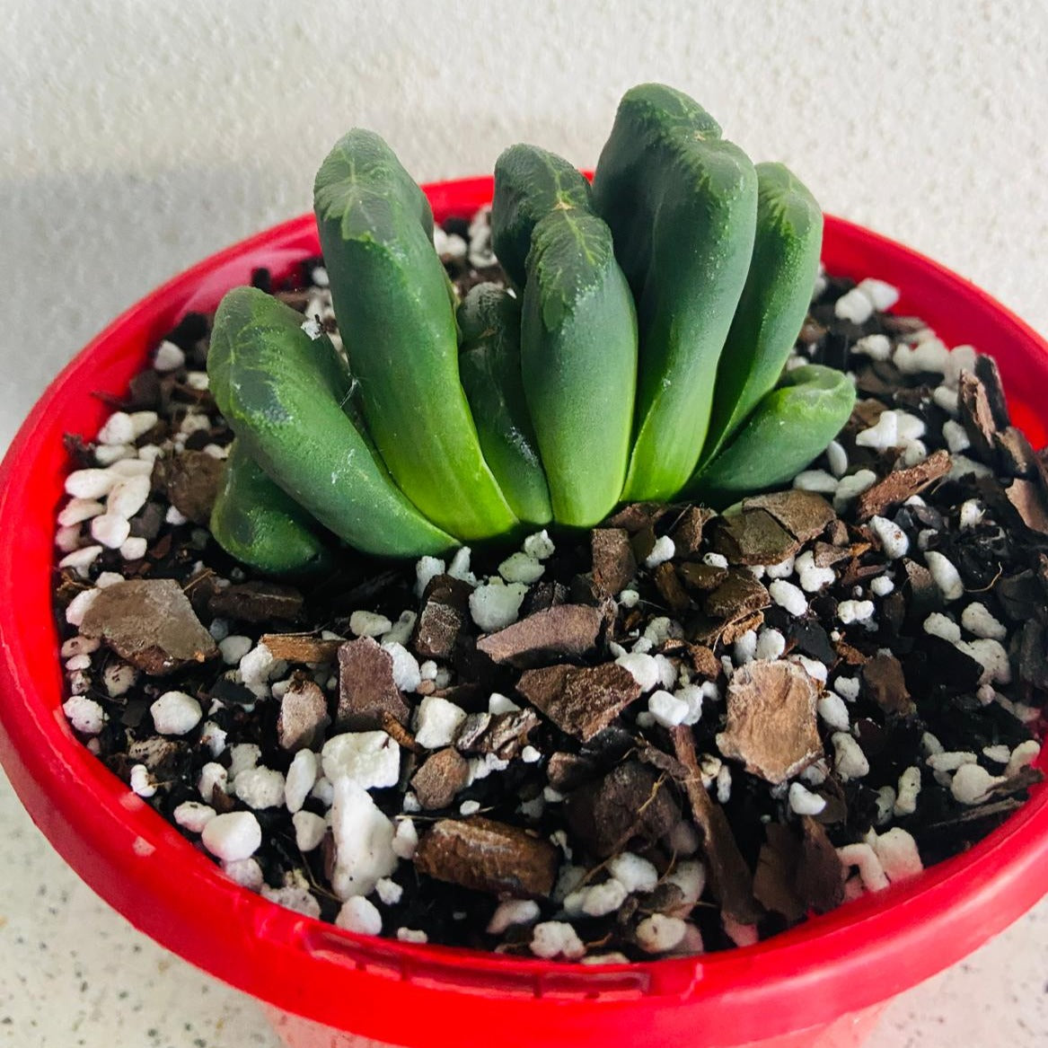 succulents online australia Haworthia truncata Hybrid – Unique Truncated Succulent