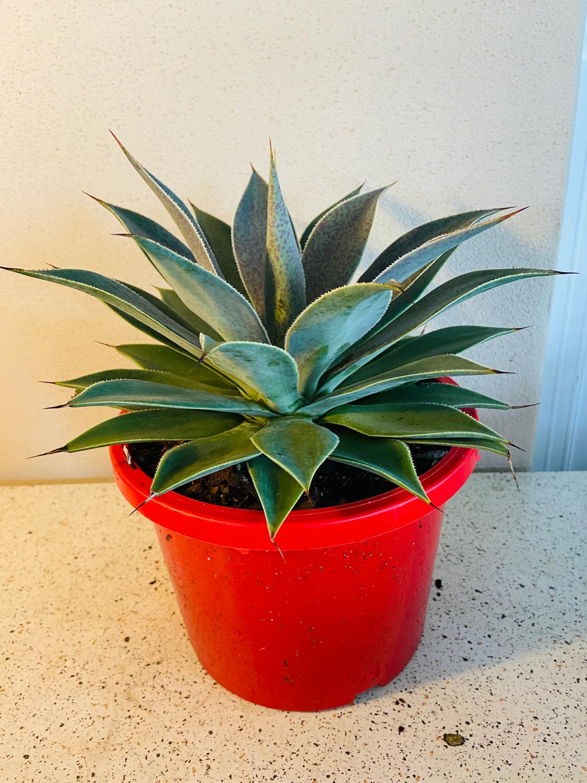 Mangave Lavender Lady