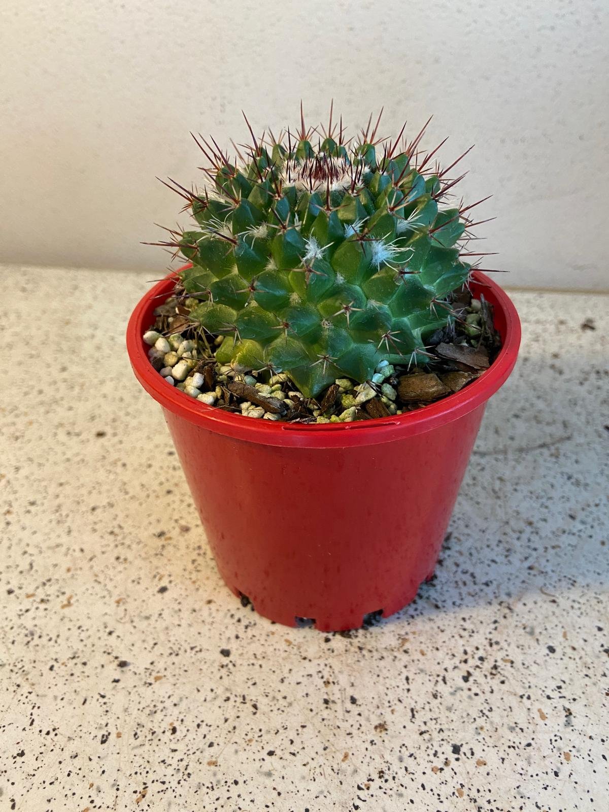 Cacti -Pincushion Cactus Mystax