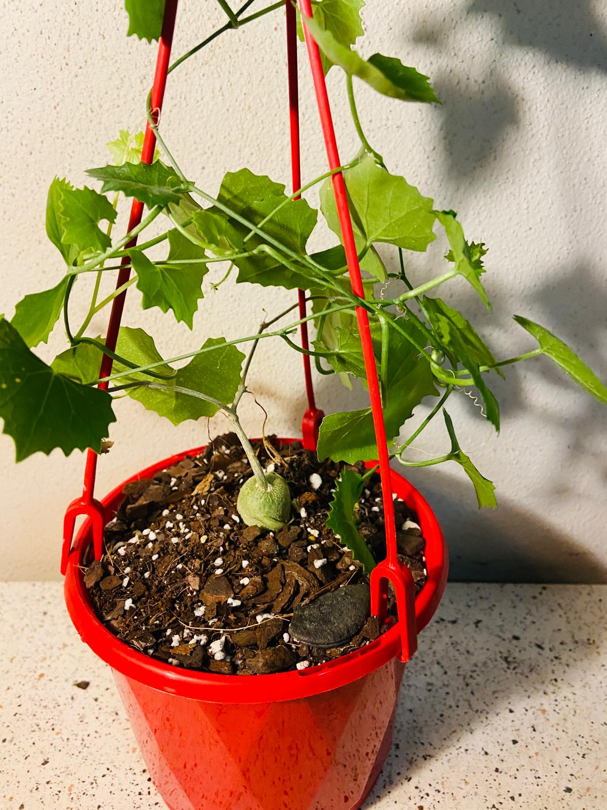 Ibervillea Tenusisecta 130