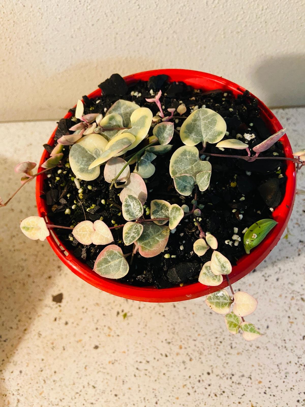 Ceropegia Woodii Variegated Chain of Hearts - Cutting