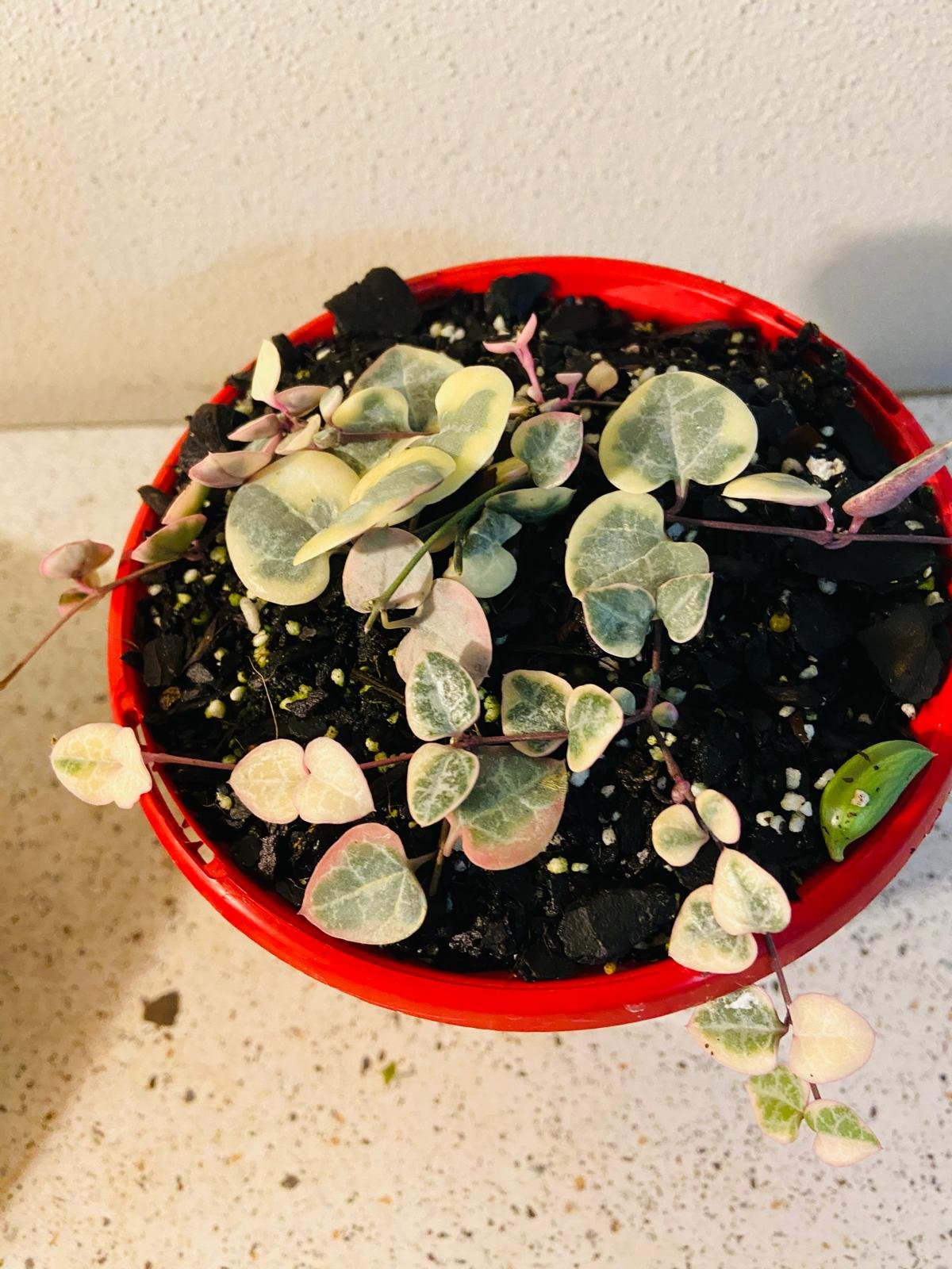 Ceropegia Woodii Variegated Chain of Hearts - Cutting