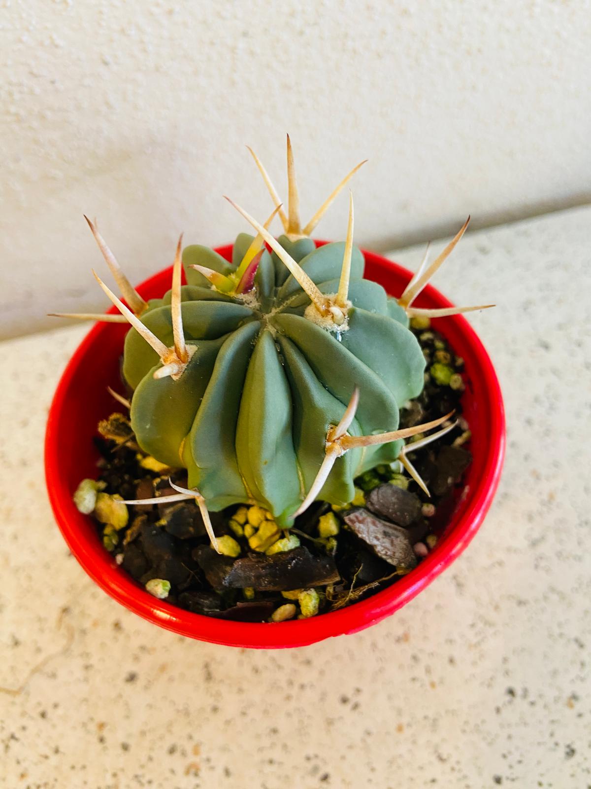 Cacti - Stenocactus Coptonogonus