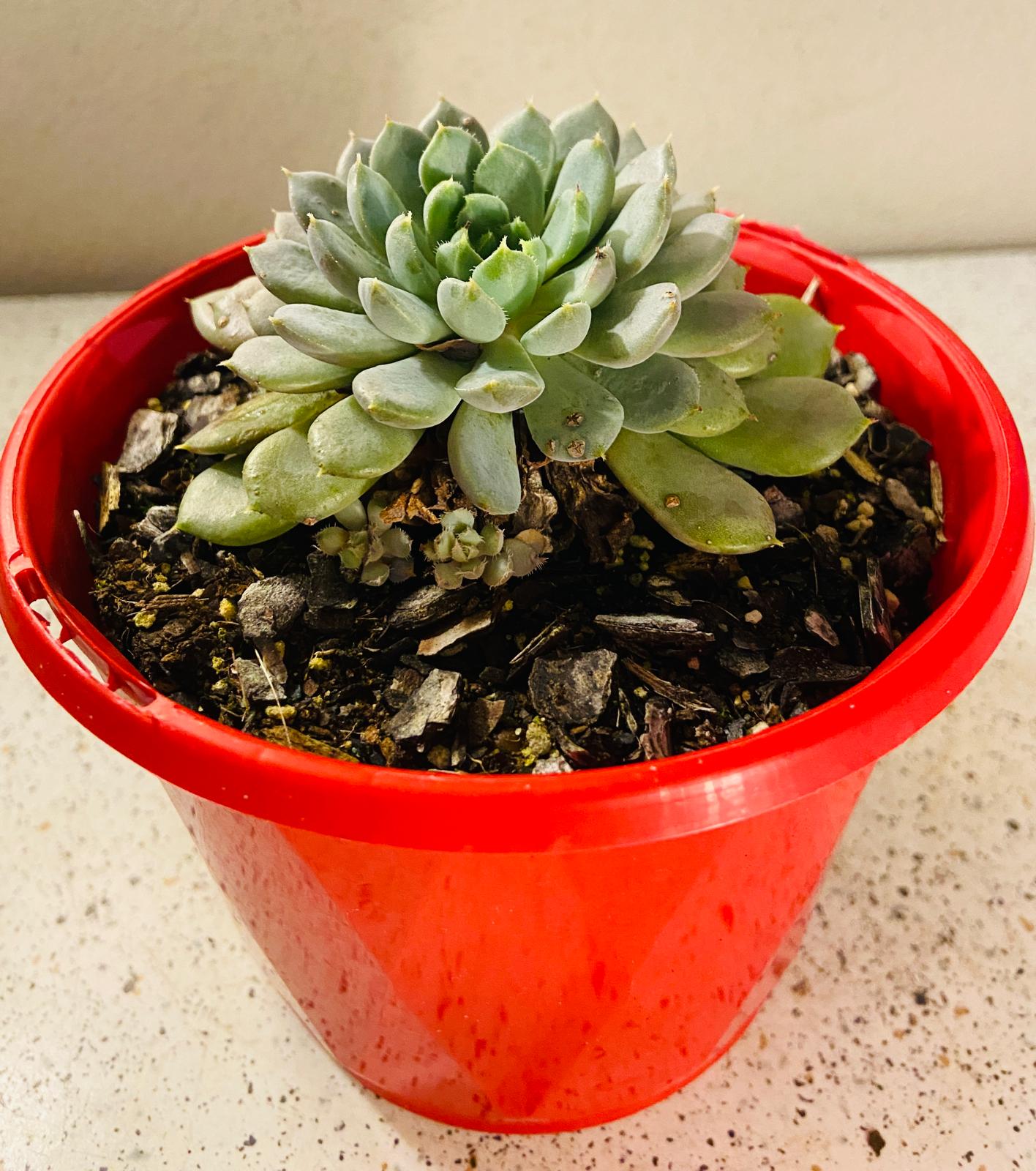 Echeveria Setosa V. Deminuta X Lilacina 130mm