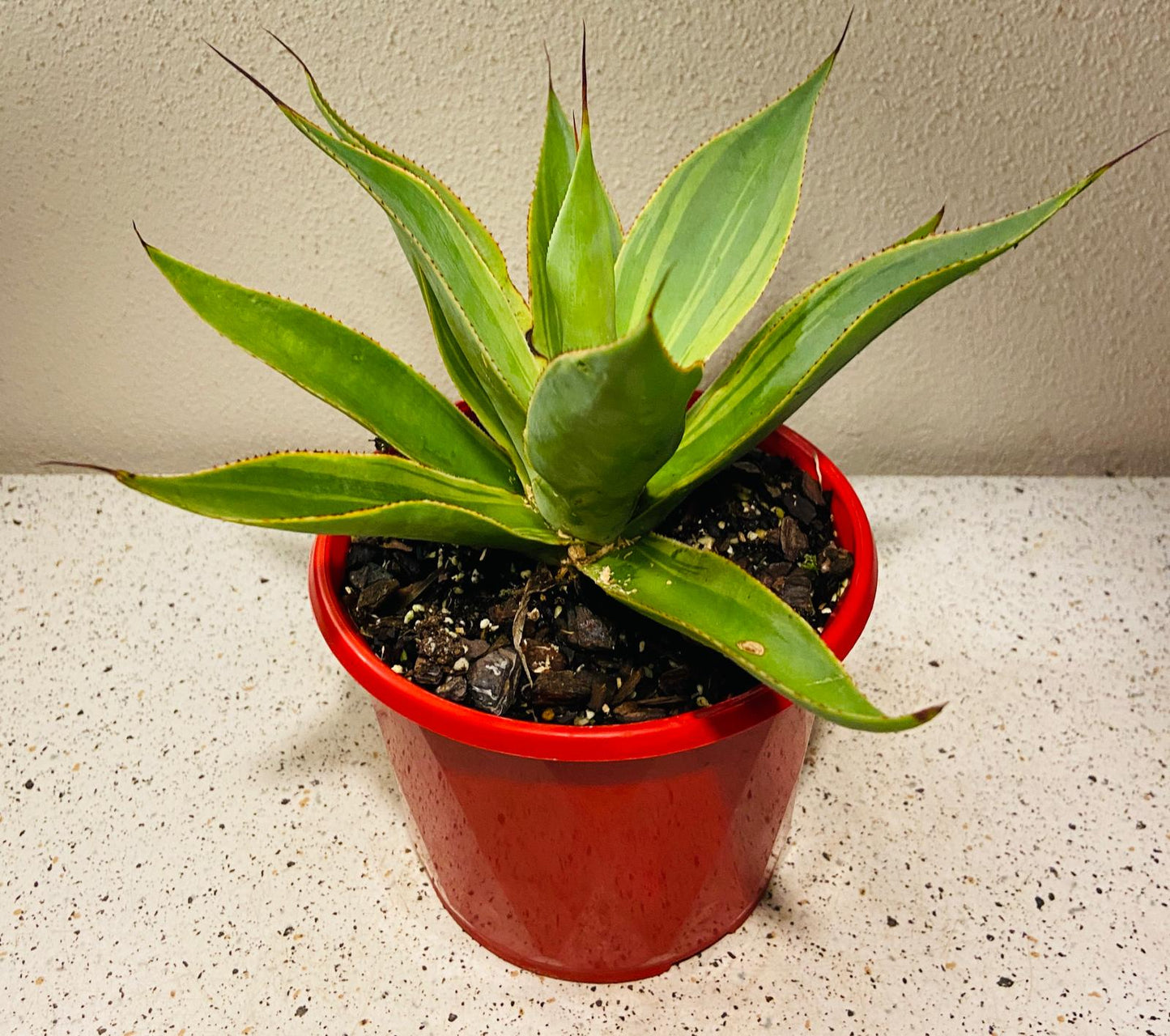 Agave ‘Blue Flame Variegated’