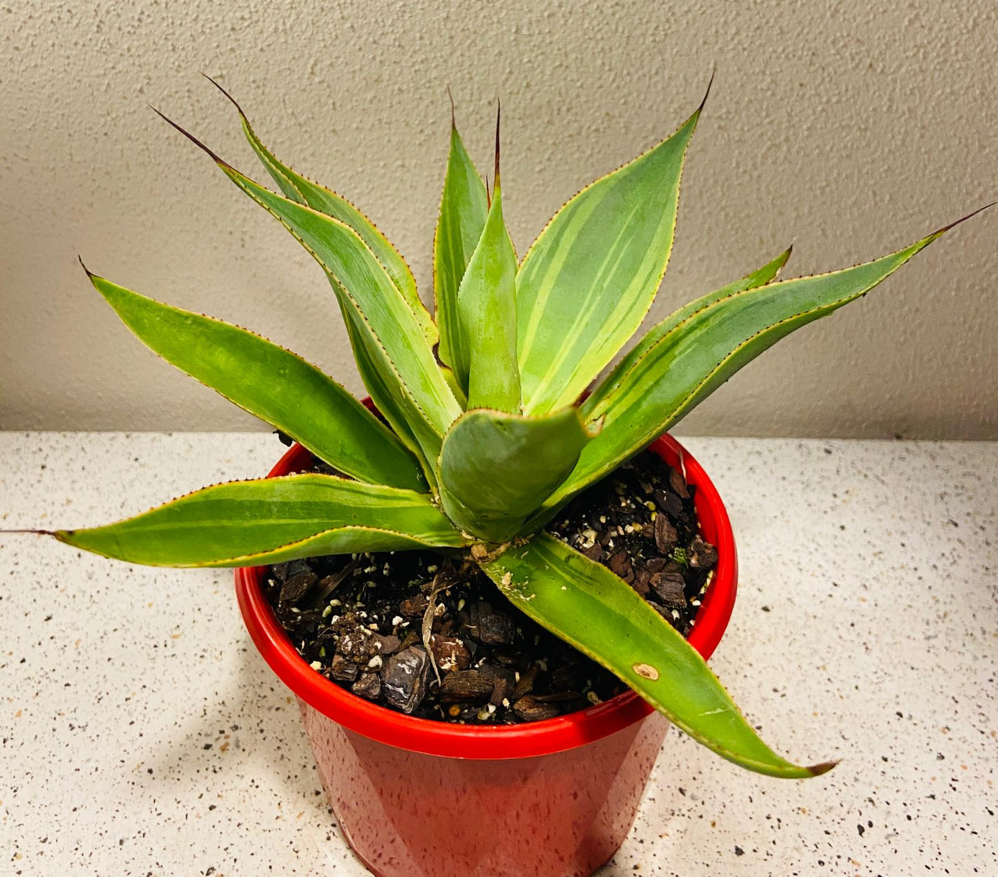 Agave ‘Blue Flame Variegated’