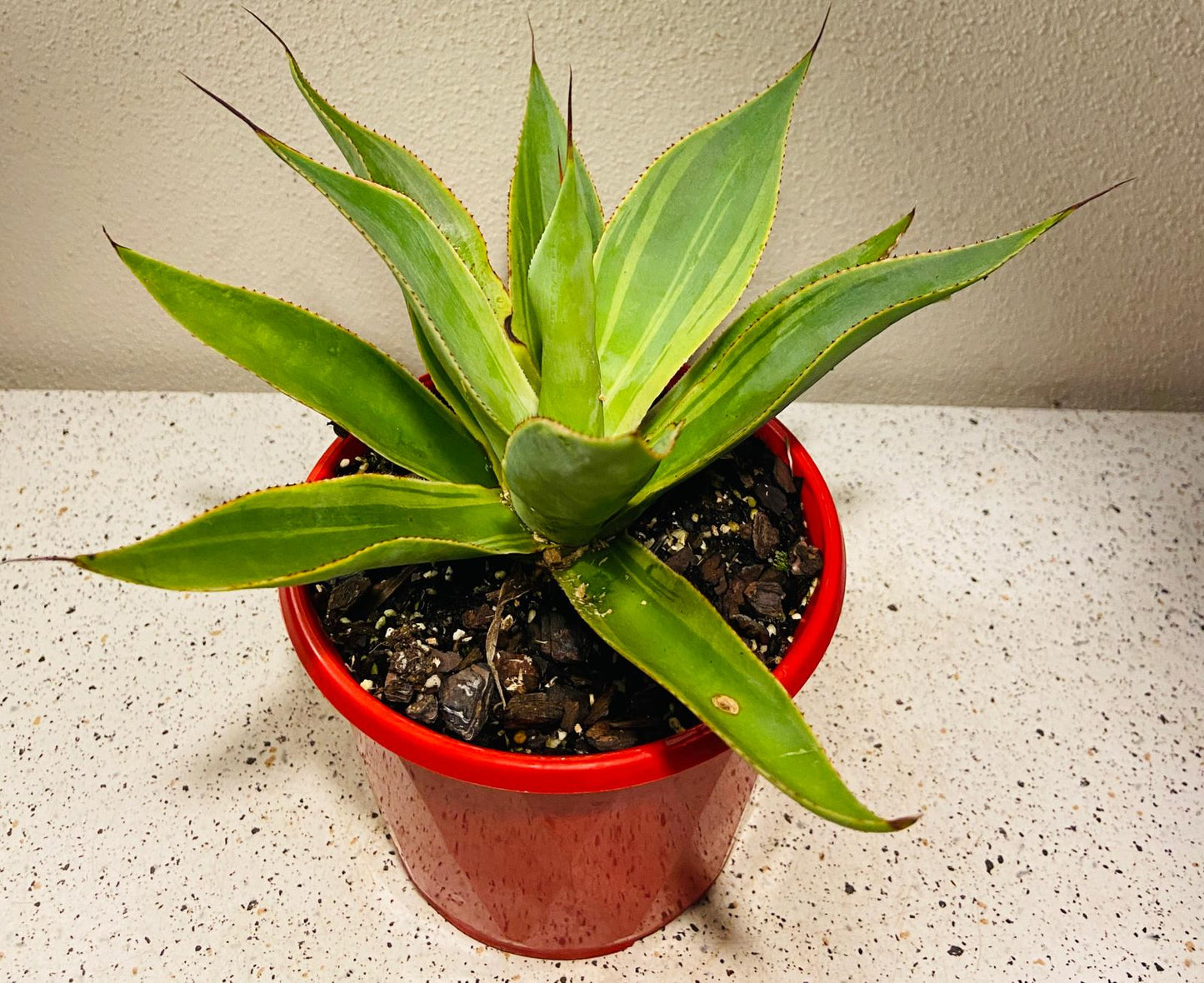 Agave ‘Blue Flame Variegated’