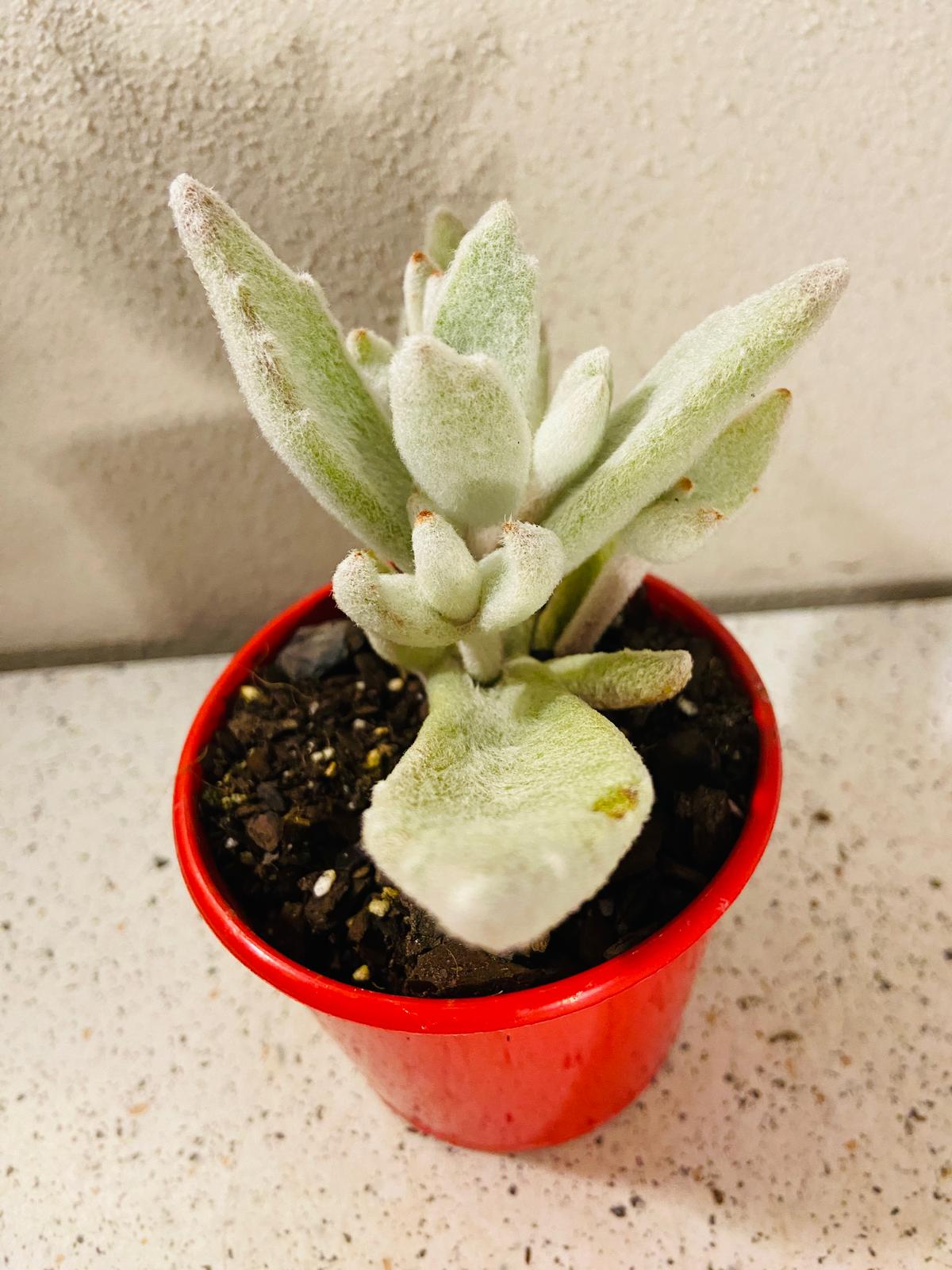 Kalanchoe Eriophylla My Store