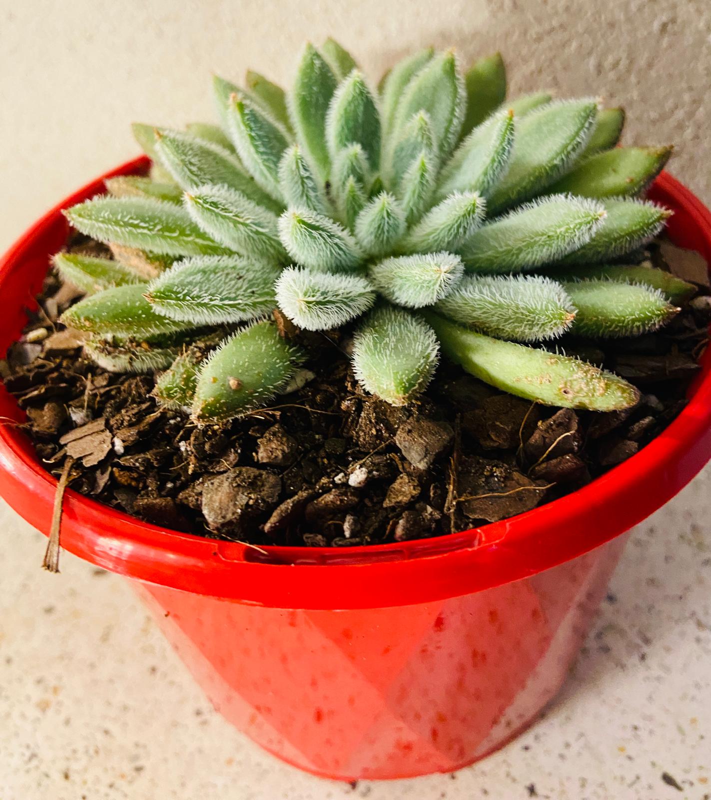 Echeveria Comet 130mm